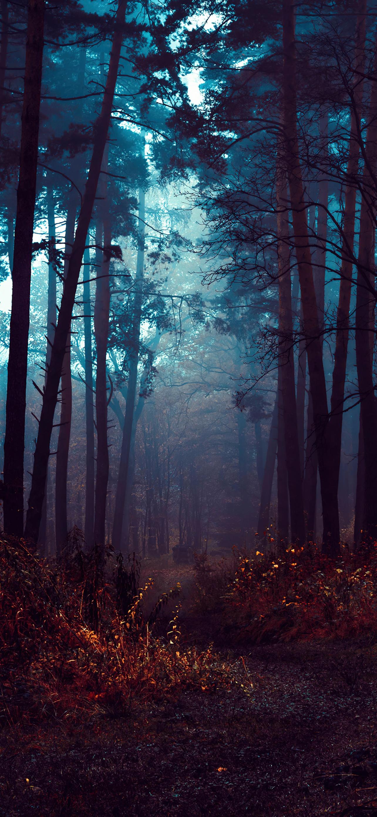 1284x2778 Forest Wallpaper 4K, Fog, Morning, Dark, Nature