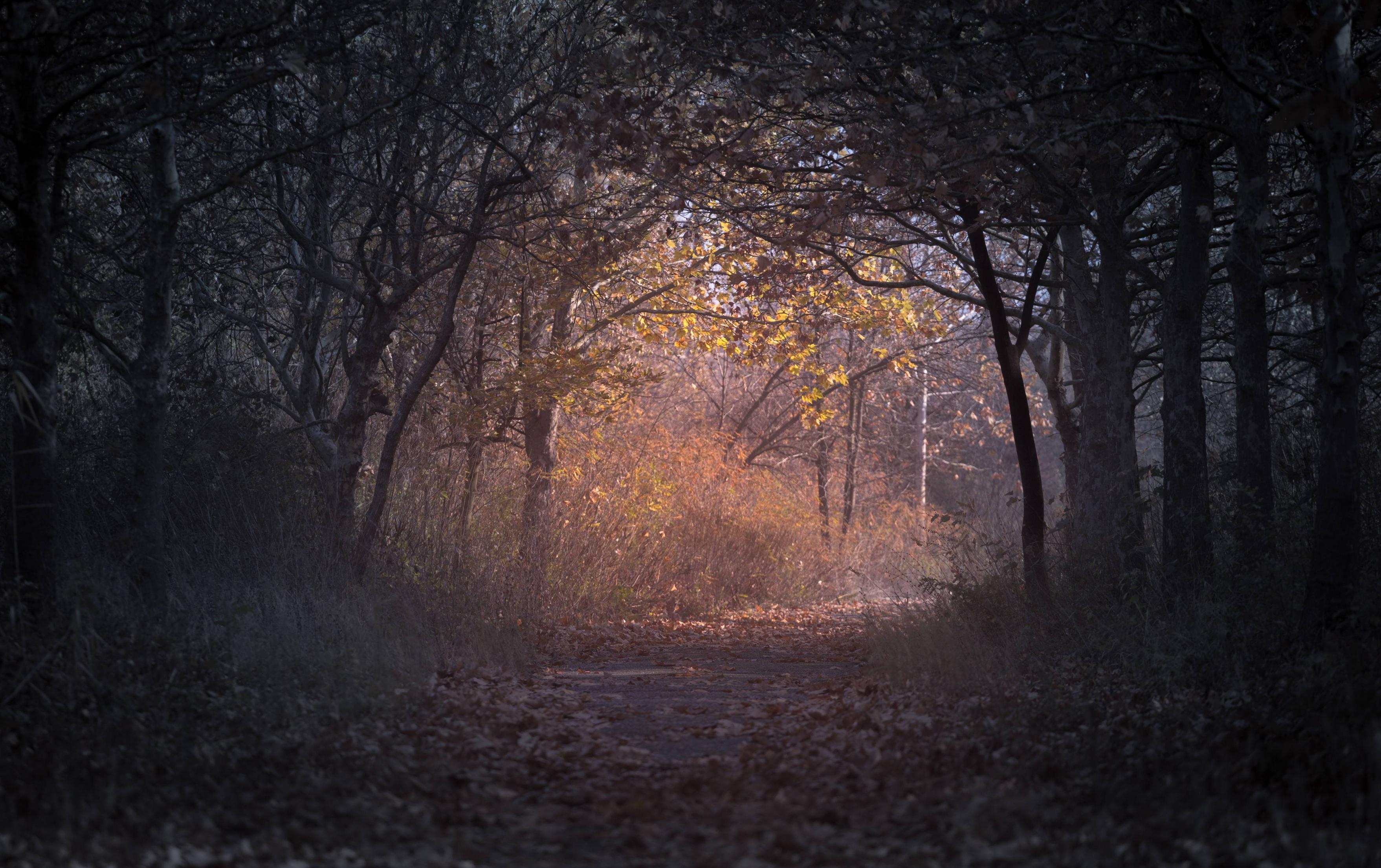 3515x2210 Trees Branch Pathway Dark Autumn Forest Backlit, HD Nature, 4k Wallpaper, Image, Background, Photo and Picture