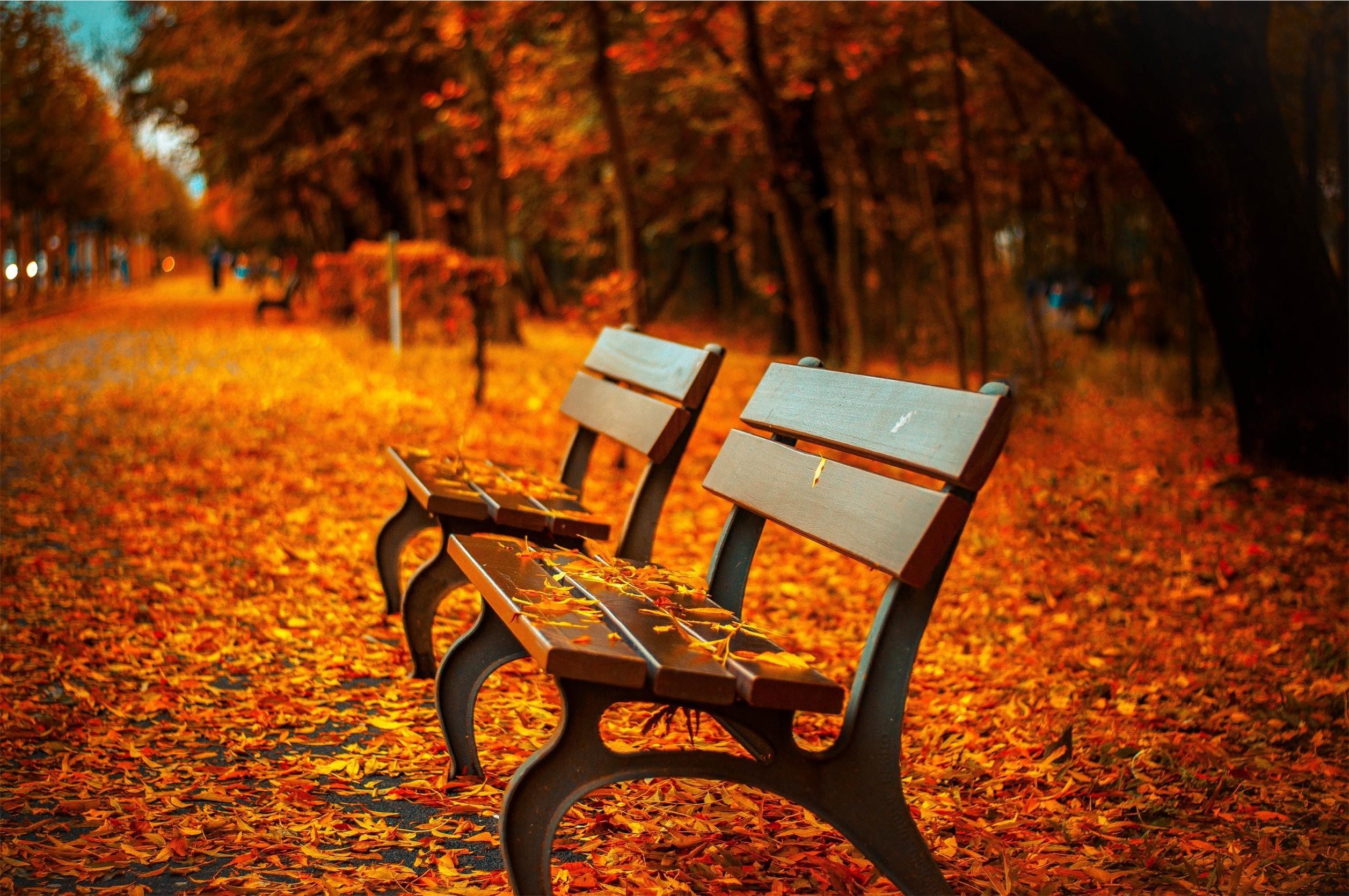 2513x1670 fall bench leaves depth of field trees hdr nature Gallery HD Wallpaper