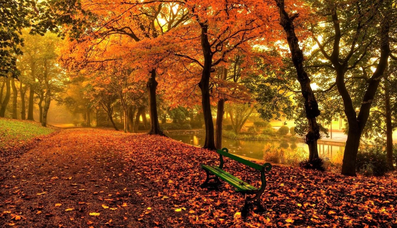 1336x768 Bench And Trees From Autumn Park In Fall HD Laptop Wallpaper, HD City 4K Wallpaper, Image, Photo and Background