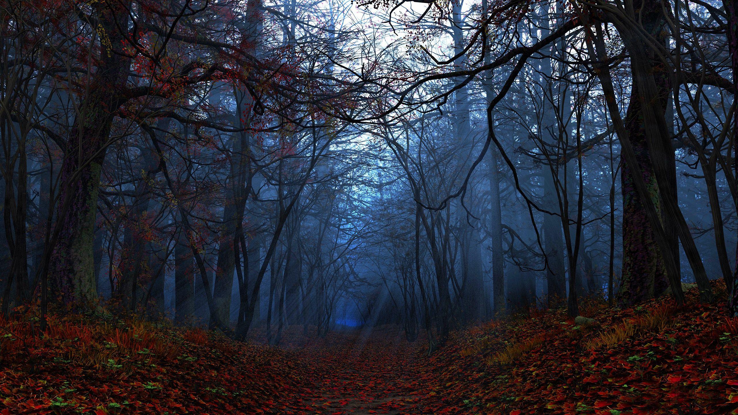 2560x1440 Simply Spellbound. Autumn forest, Desktop wallpaper fall, Night background