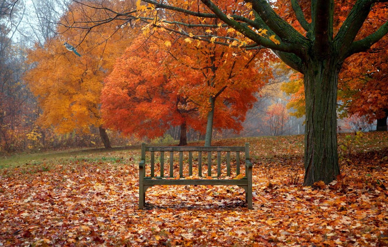 1332x850 Wallpaper autumn, leaves, nature, bird, bench image for desktop, section природа