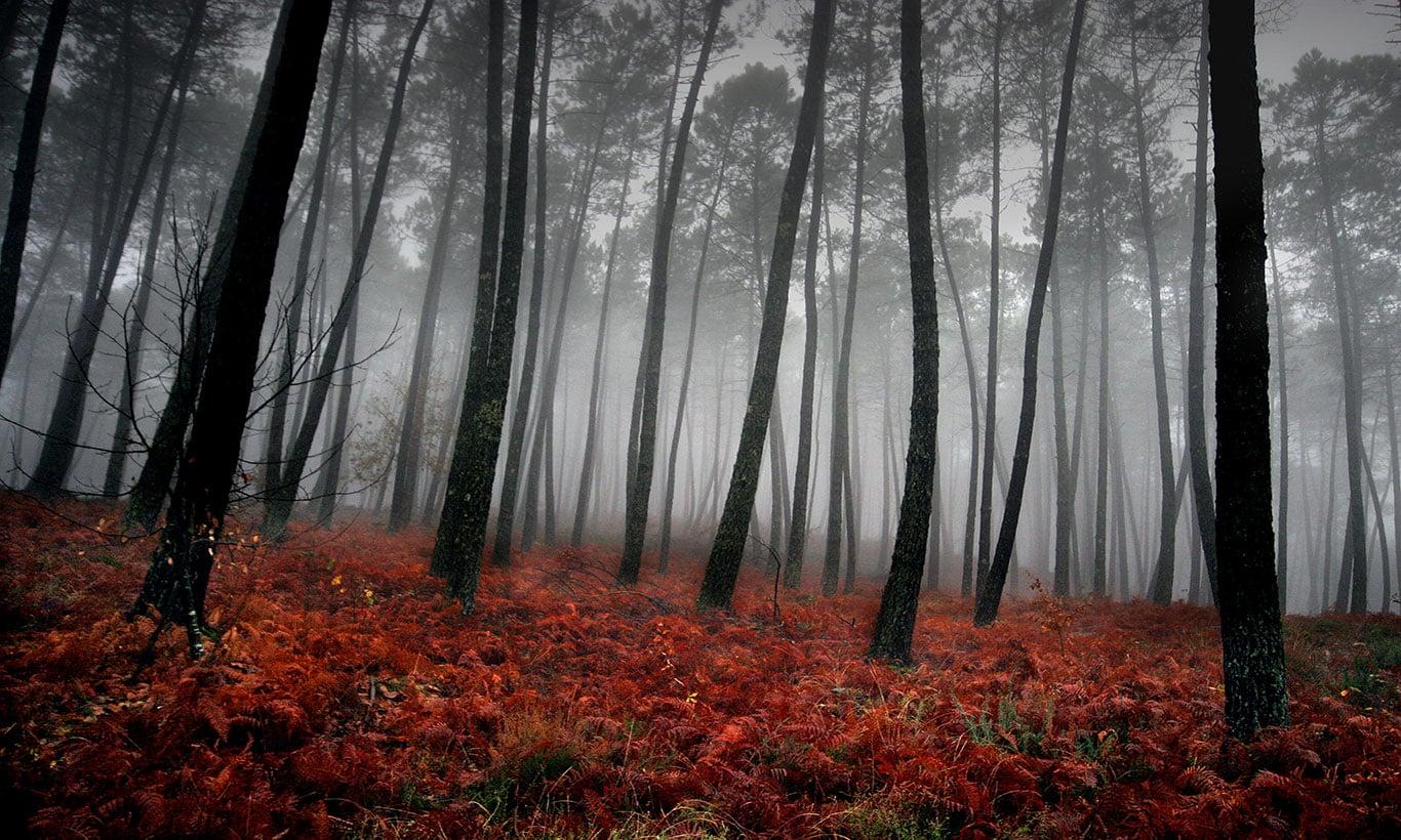 1366x820 Dark autumn forest wallpaper mural