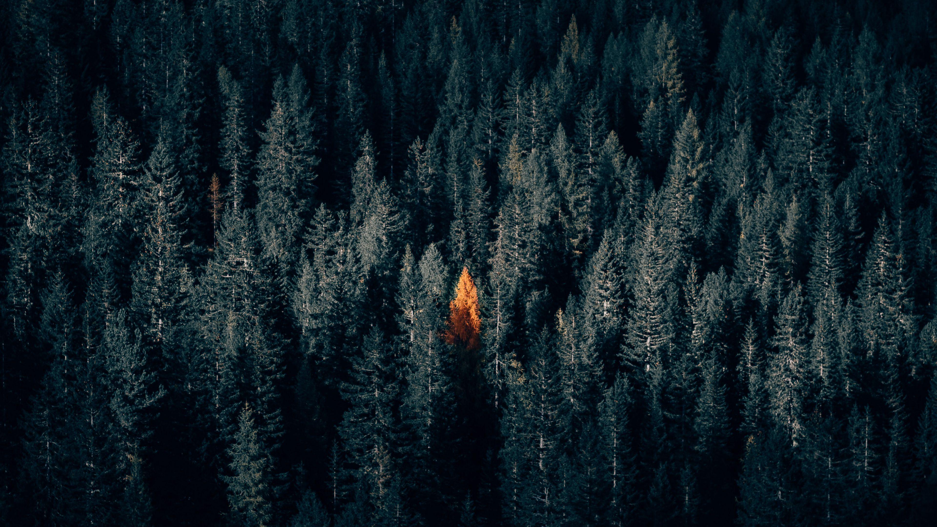 3840x2160 Download wallpaper 3840x2160 autumn, forest, aerial view, contrast, dark 4k uhd 16:9 HD background