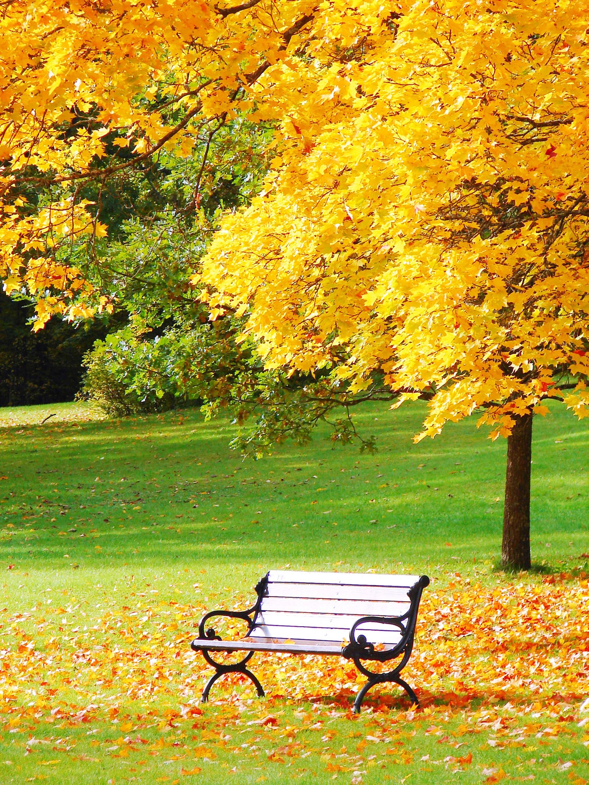 Autumn Bench Wallpapers - Top Free Autumn Bench Backgrounds ...