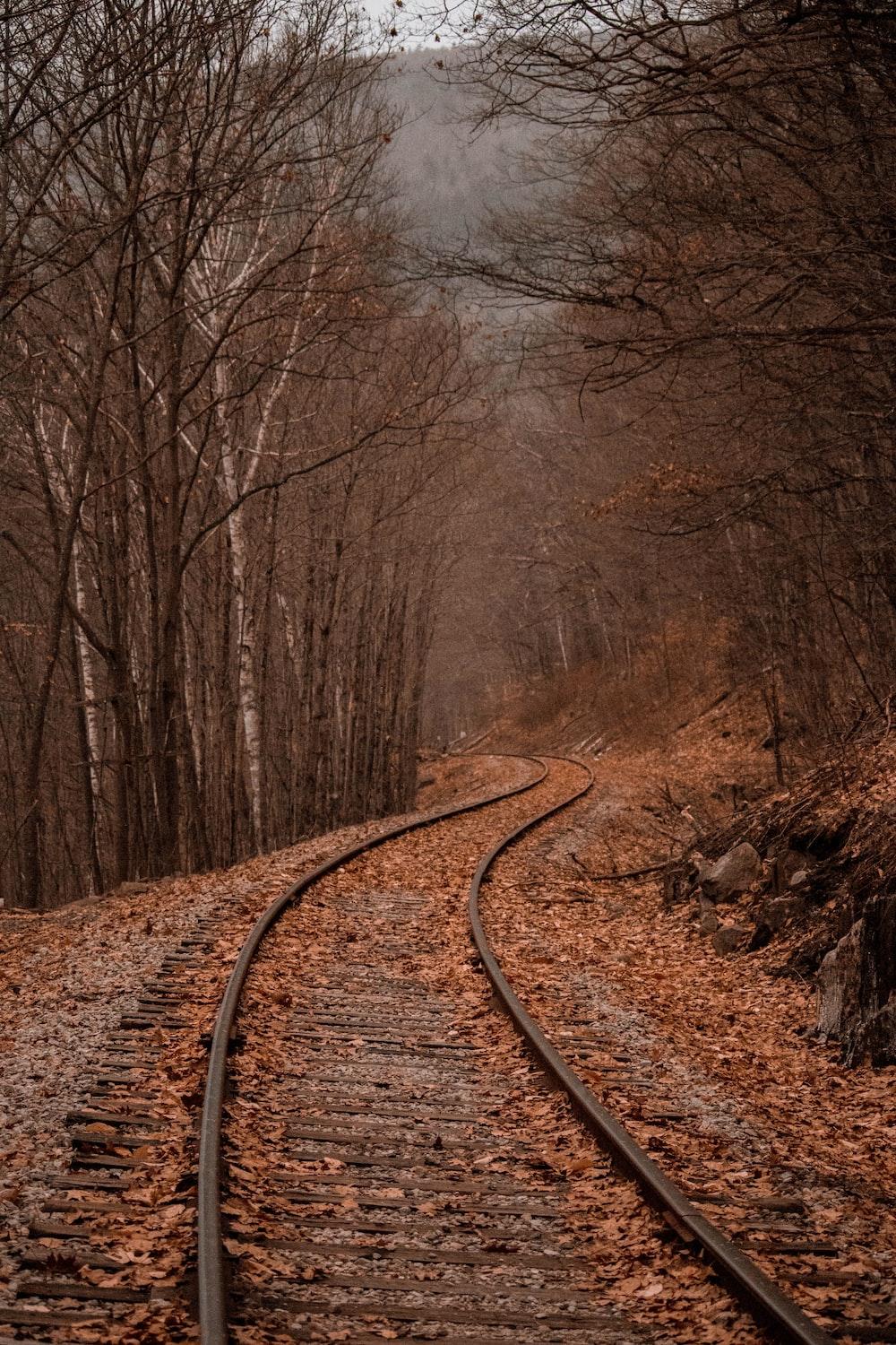 1000x1500 Autumn Forest Picture. Download Free Image