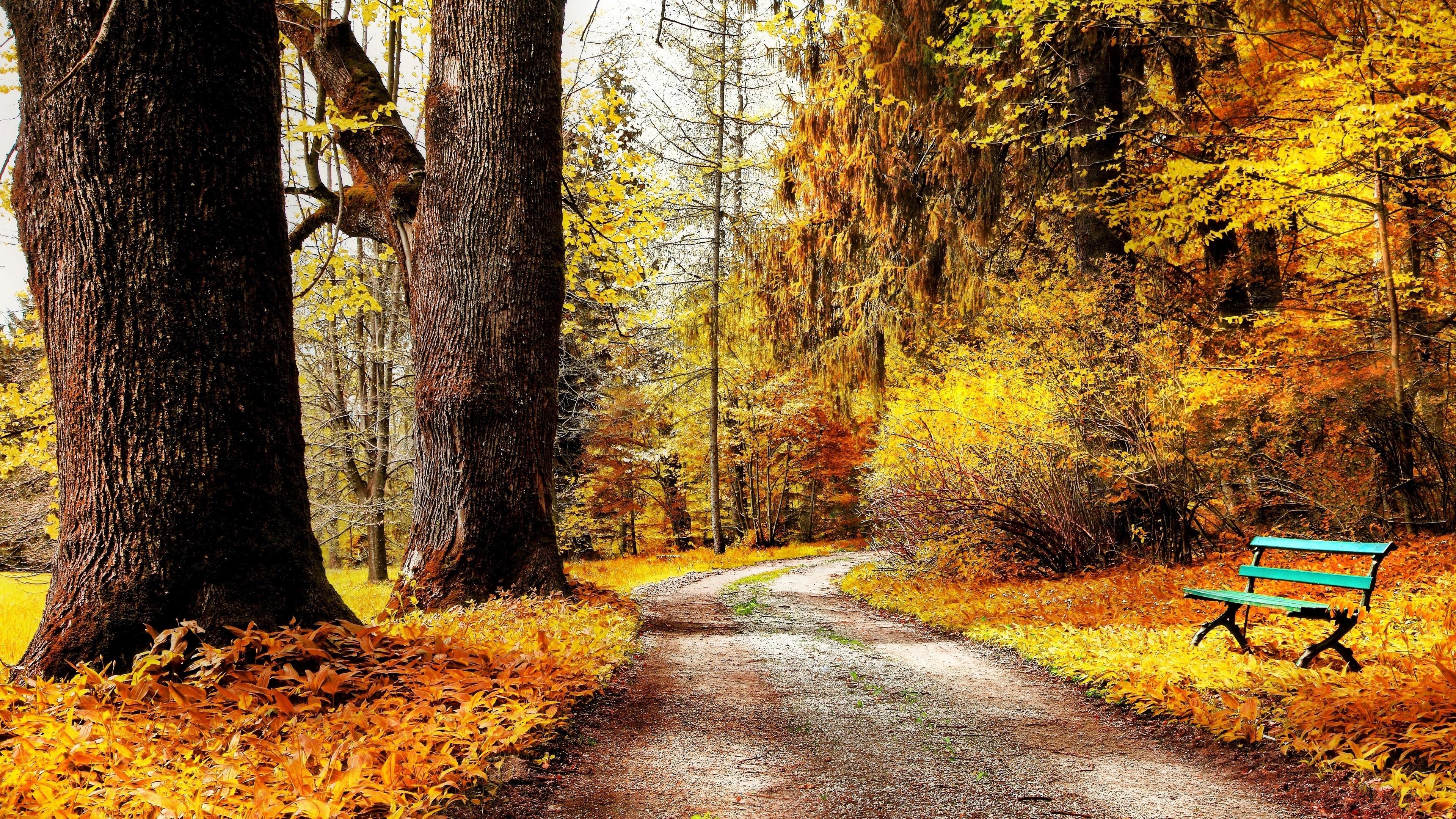 3840x2160 Bench, Fall, Nature, Park, Path 4k Gallery HD Wallpaper