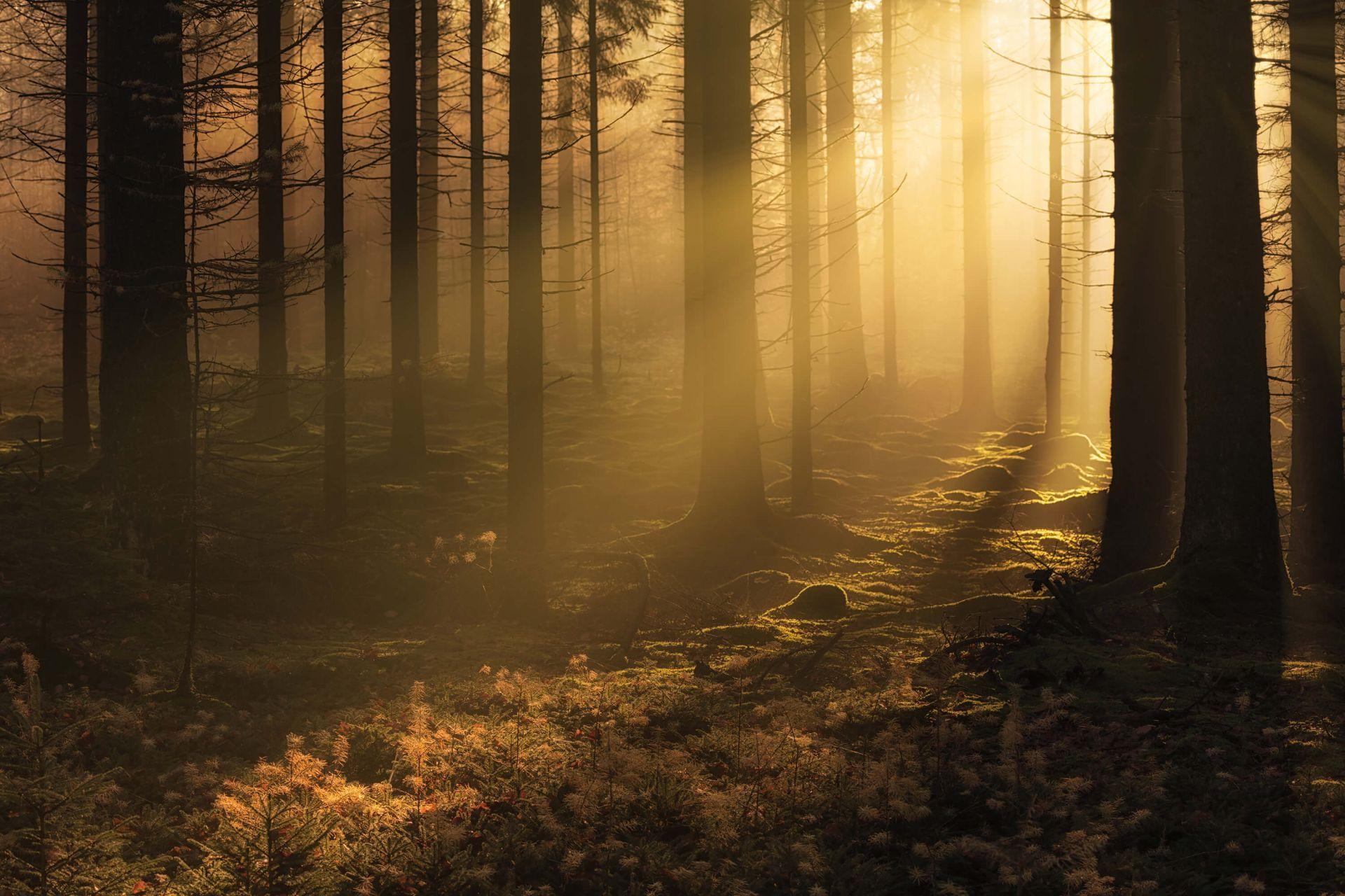 1920x1280 Dark autumn forest
