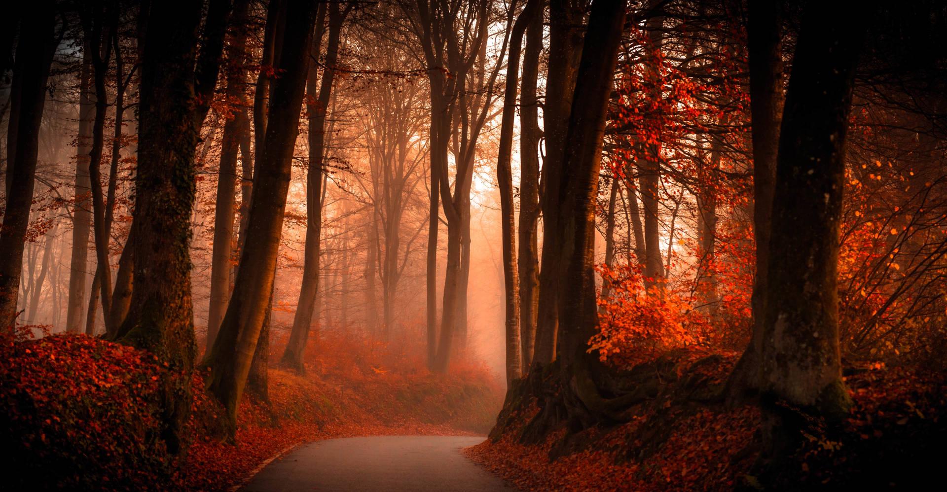 1920x998 Download Dark Autumn And Foggy Forest Wallpaper