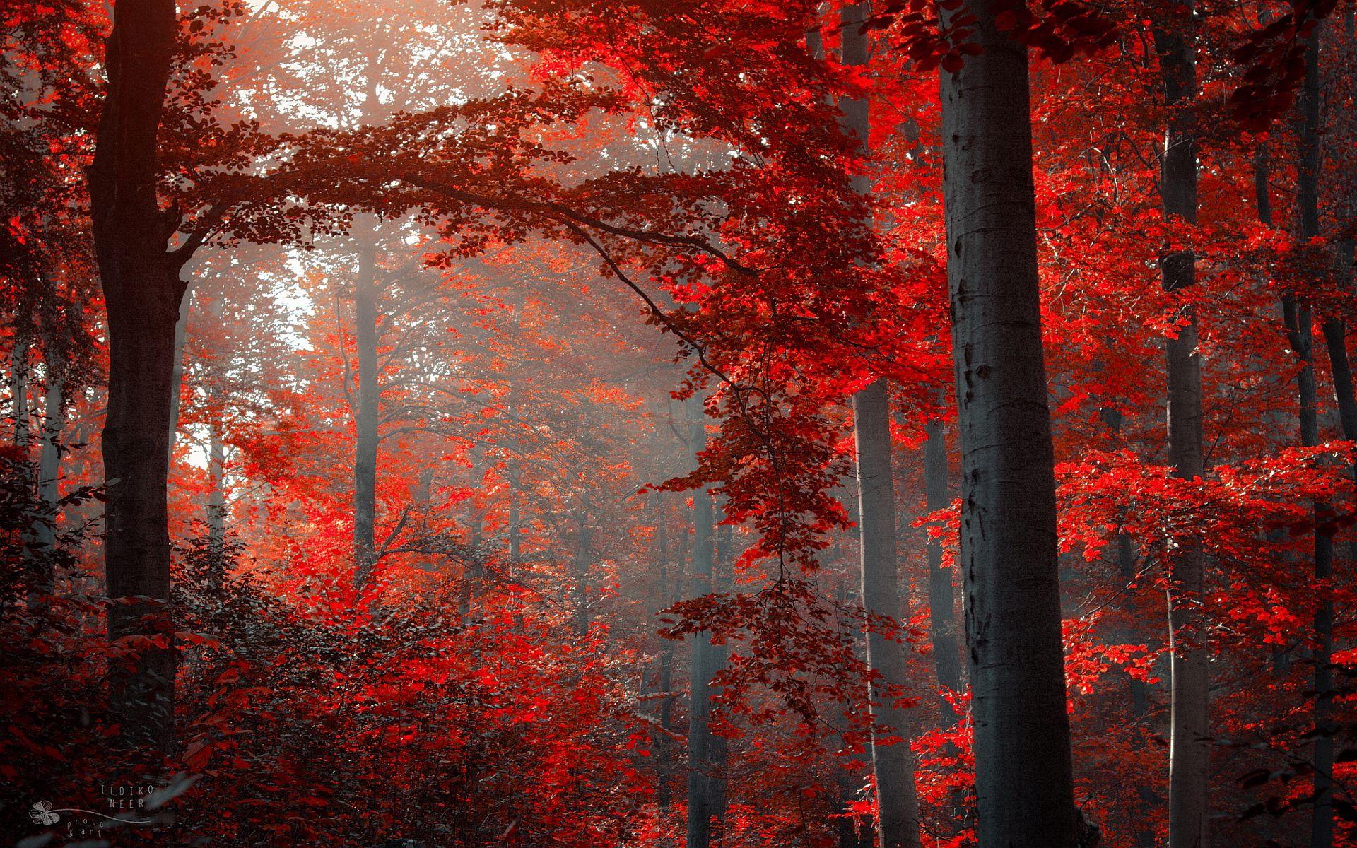 1920x1200 Autumn red forest. Nature wallpaper, Forest wallpaper, Desktop wallpaper background