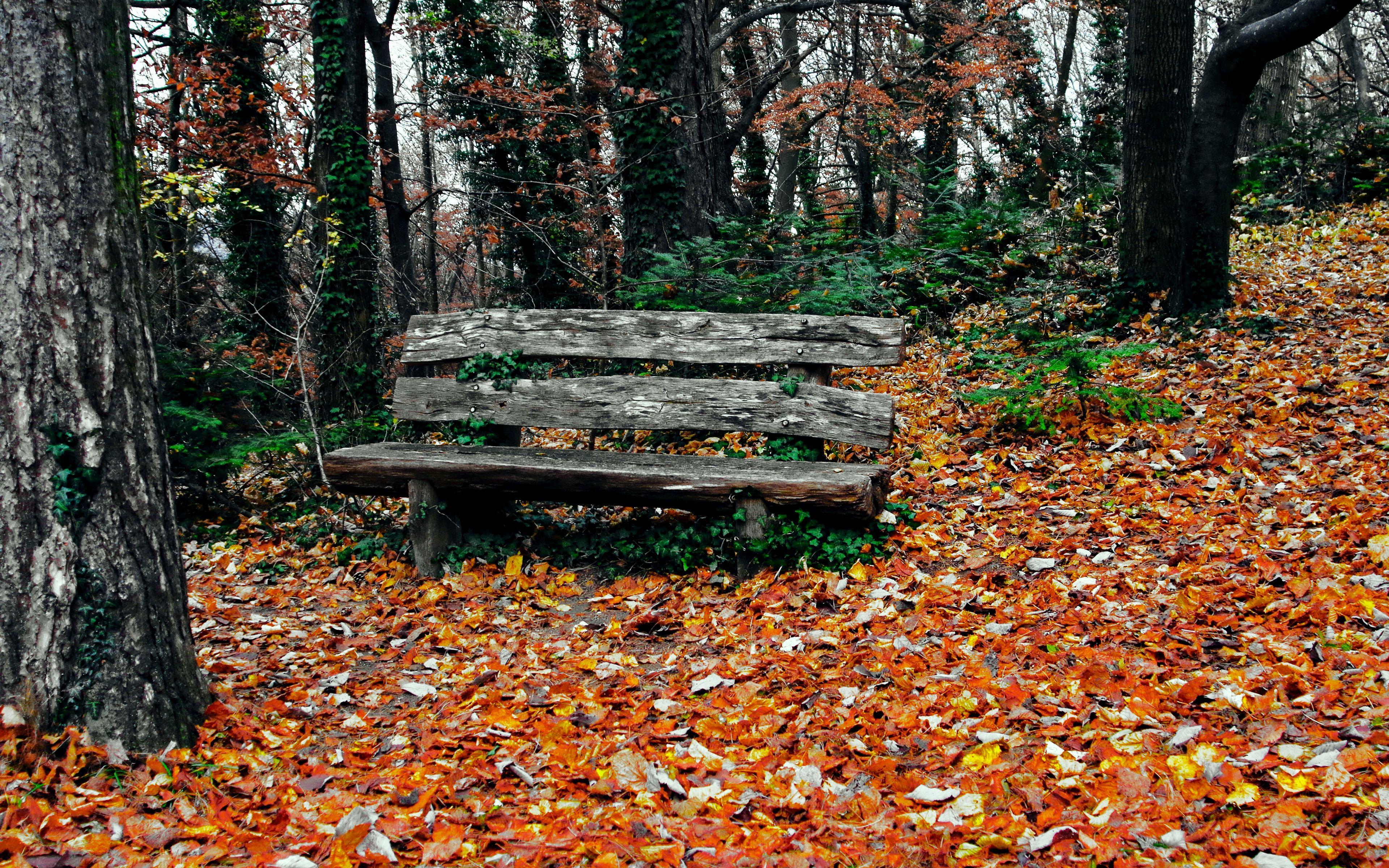 3840x2400 Download wallpaper 3840x2400 bench, autumn, park, trees 4k ultra HD 16:10 HD background