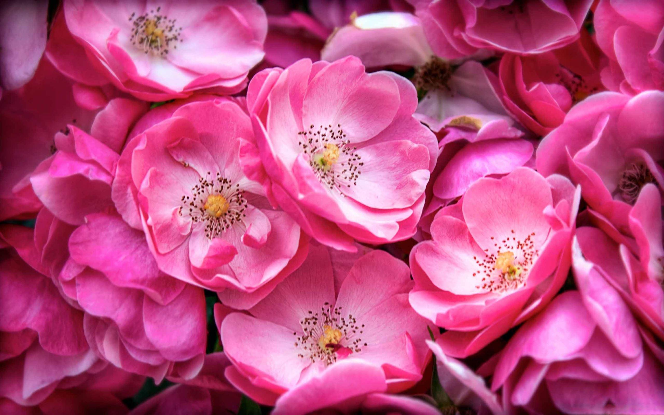 2560x1600 Beautiful Wild Roses Mac Wallpaper Download