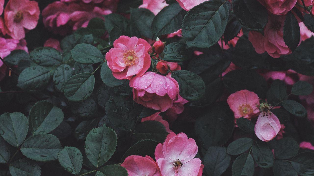 1280x720 Wallpaper wild rose, rose, bush, blossom hd, picture, image