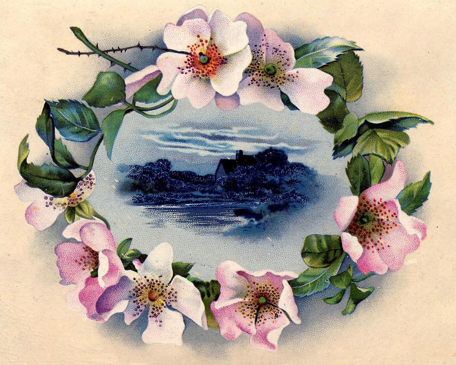 1471x1177 Picture of a Wild Rose! Graphics Fairy