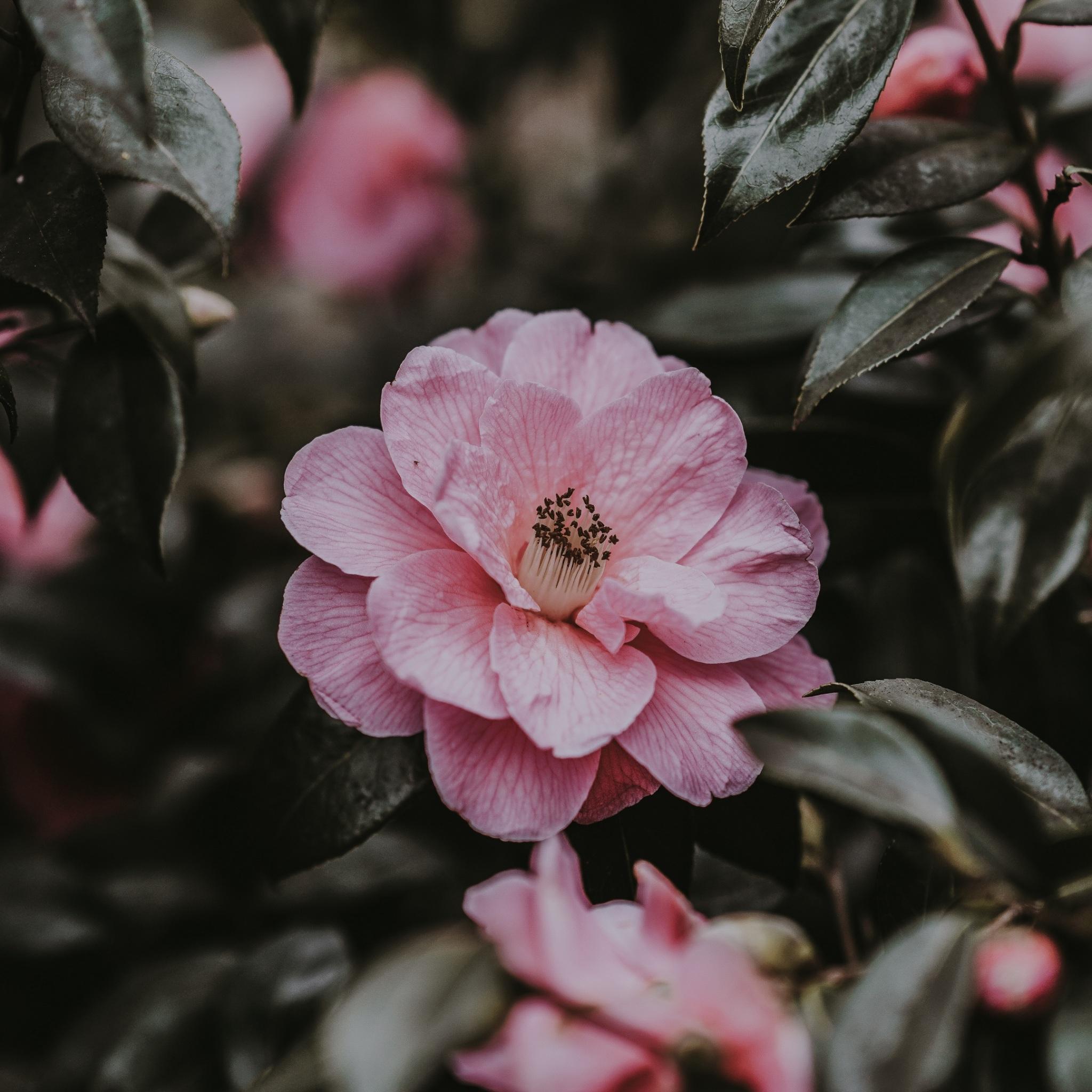 2048x2048 Wallpaper 4k wild rose, flower, bush, pink 4k Wallpaper