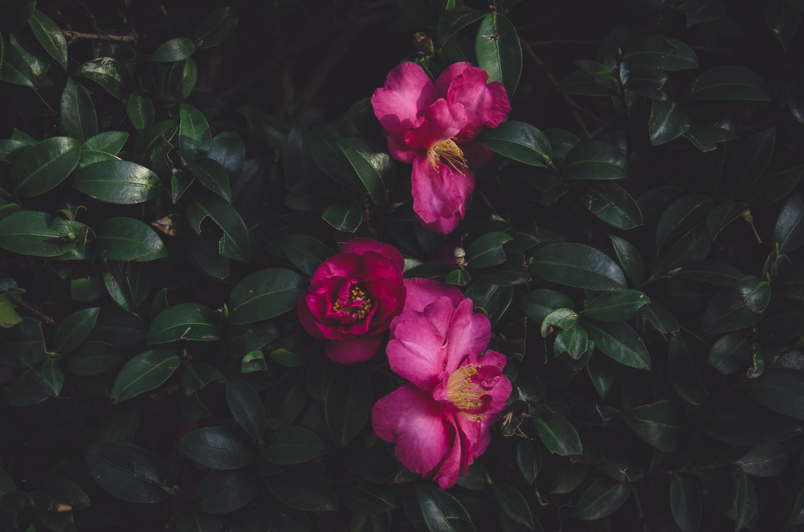 2746x1819 Download wallpaper 2746x1819 wild roses, bush, petals HD background