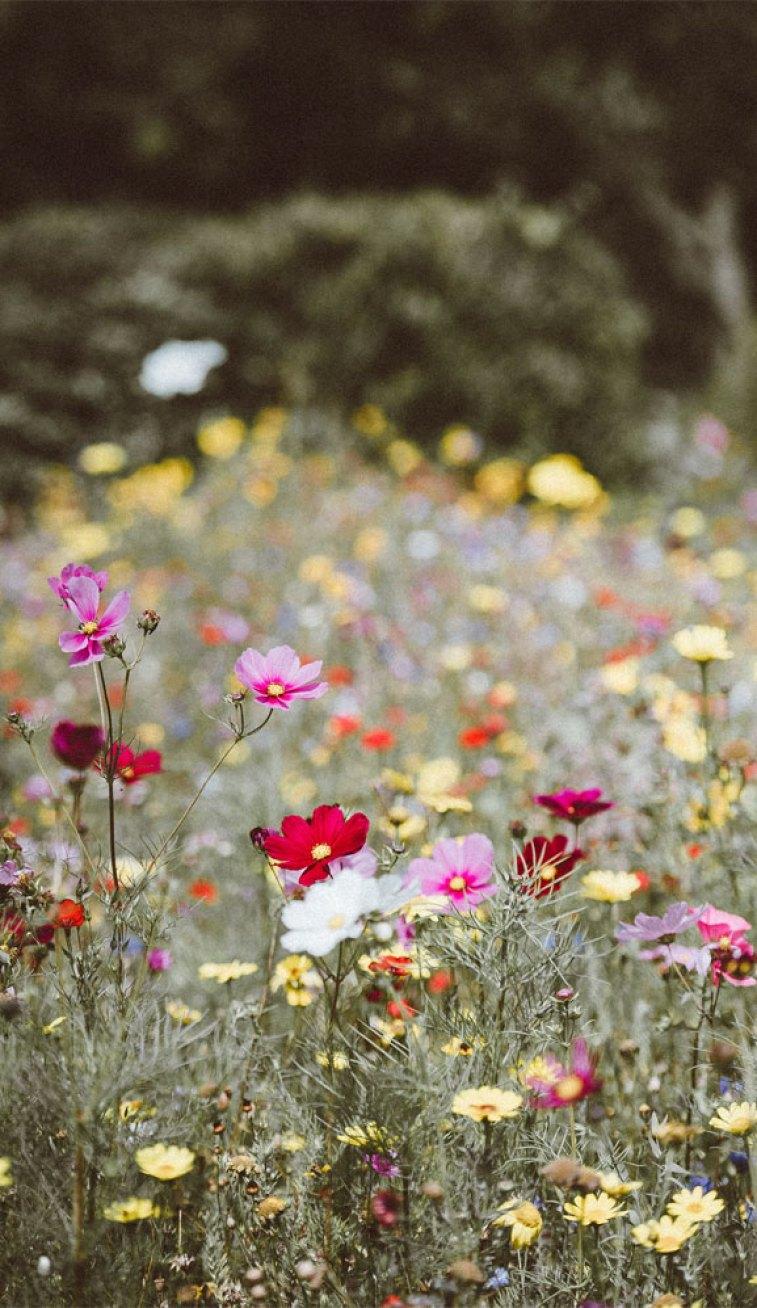 757x1308 Have A Lovely Day and fun wild day :) Like These Beautiful Wild Flowers Wallpaper