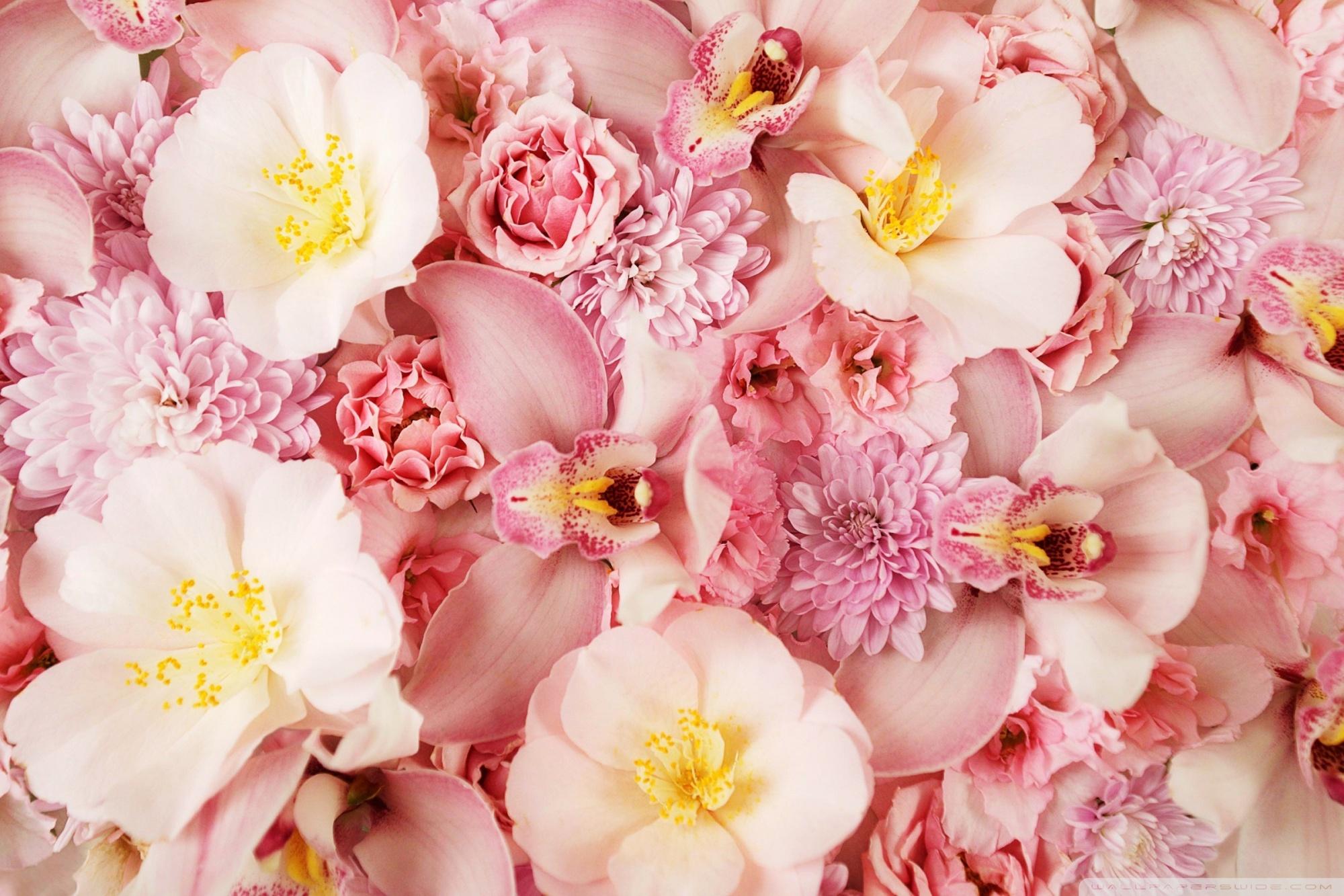 2000x1333 Wild Roses And Orchids Ultra HD Desktop Background Wallpaper for 4K UHD TV : Multi Display, Dual Monitor : Tablet