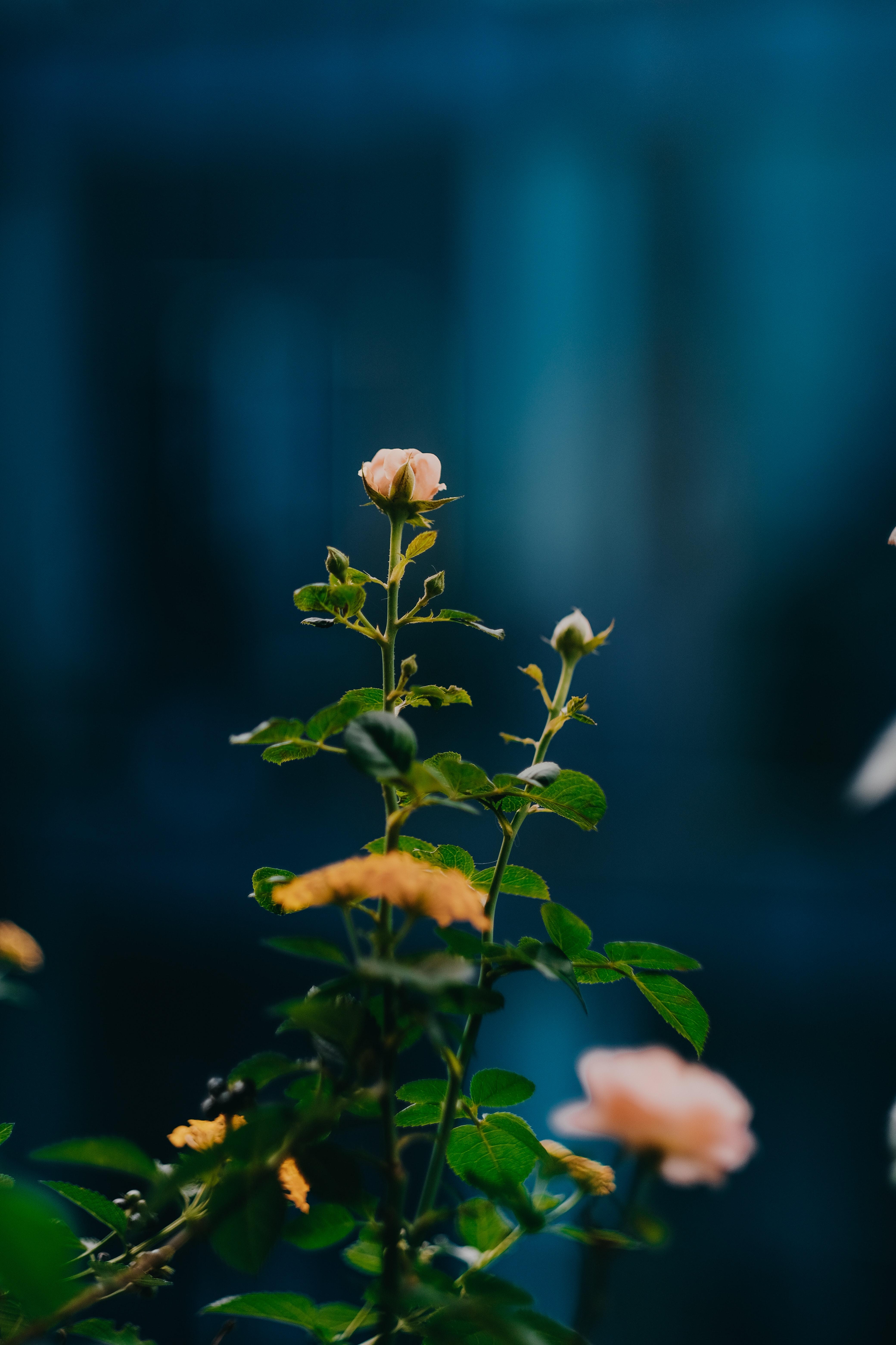 4160x6240 Wild Rose Photo, Download Free Wild Rose & HD Image