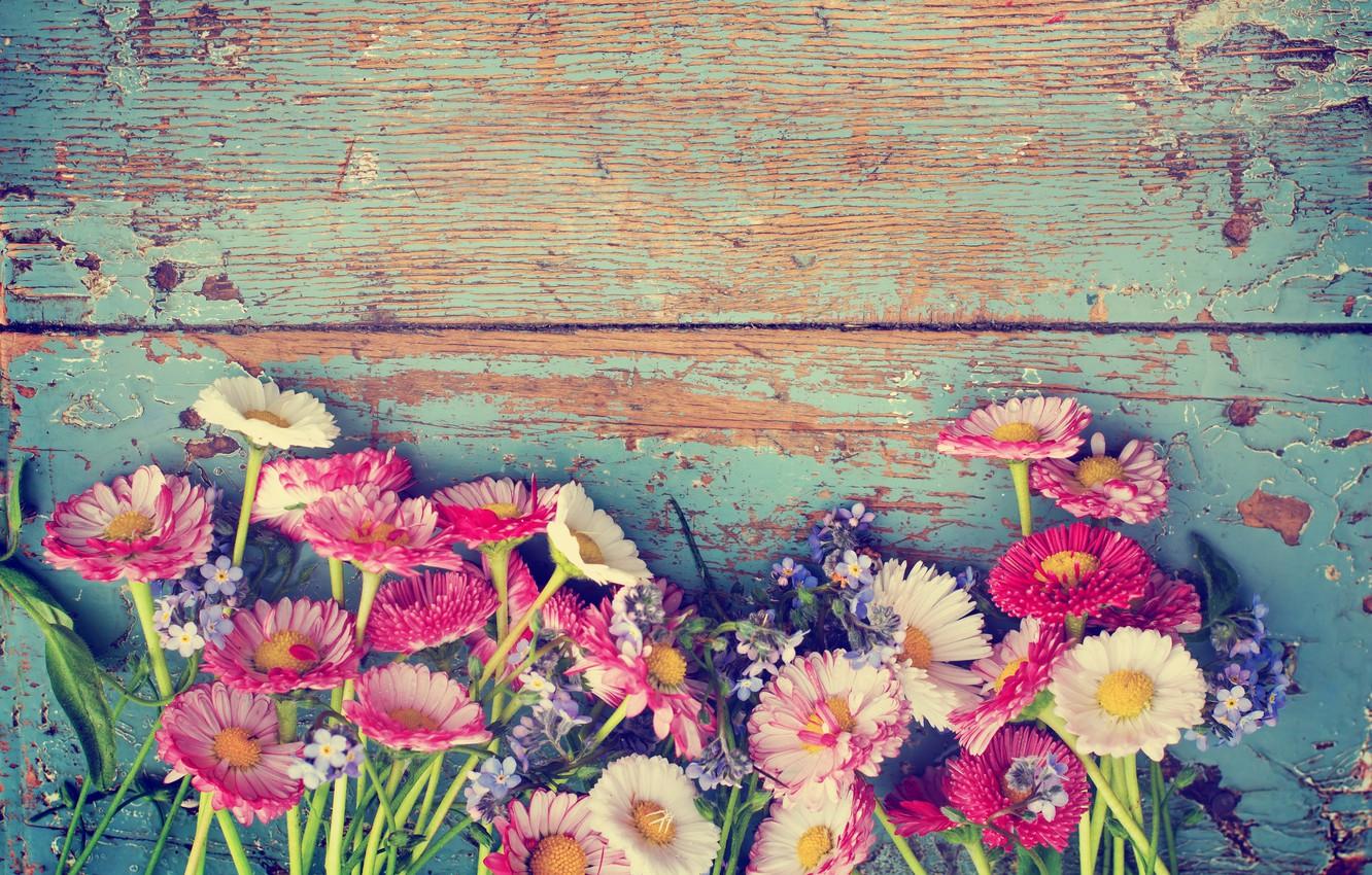 1332x850 Wallpaper flowers, chamomile, flowers, wildflowers, violet, Daisy, chamomile, wild flowers, daisies purple image for desktop, section цветы