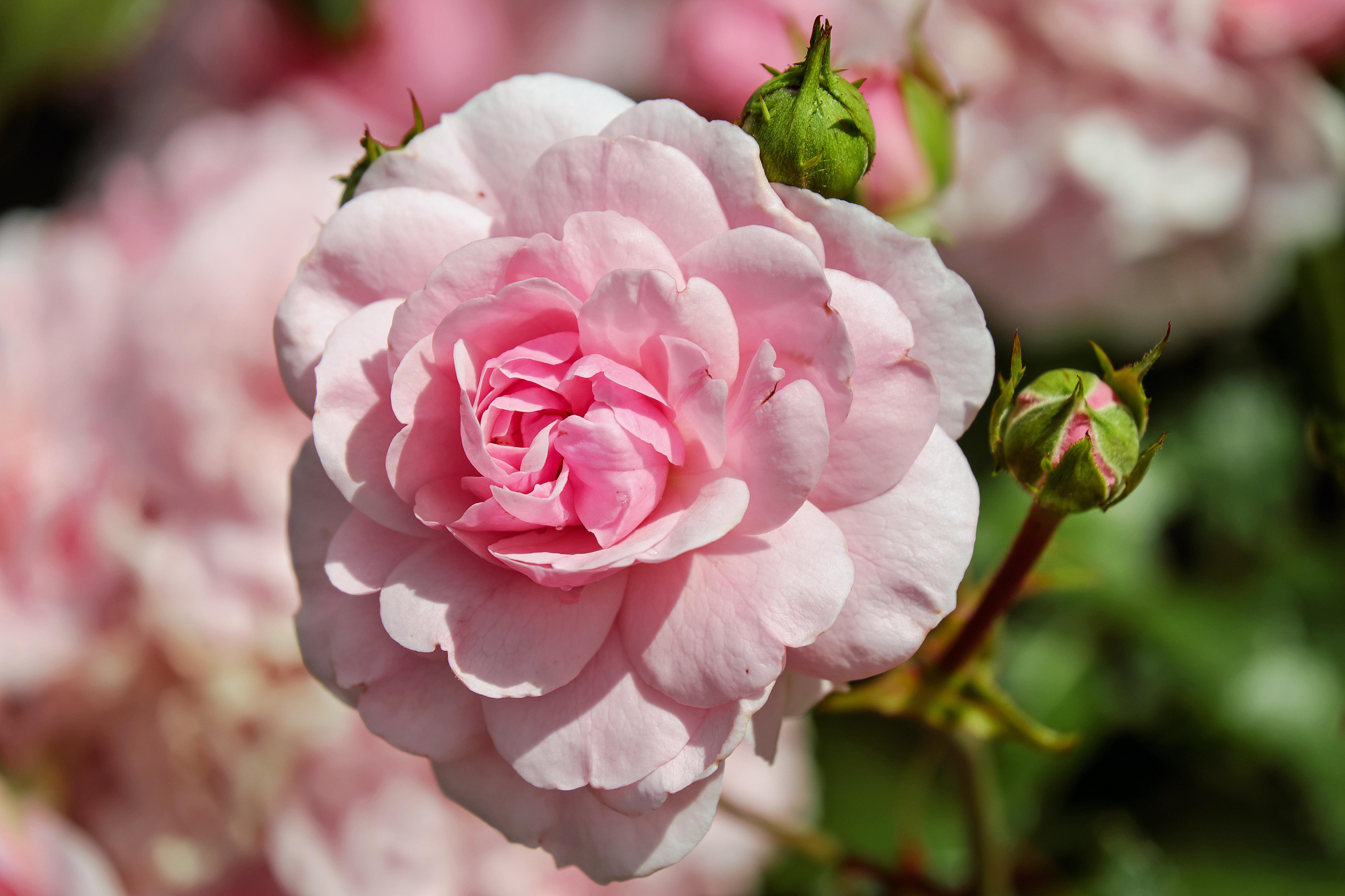 4896x3264 Flowering bush of pink wild roses free image download
