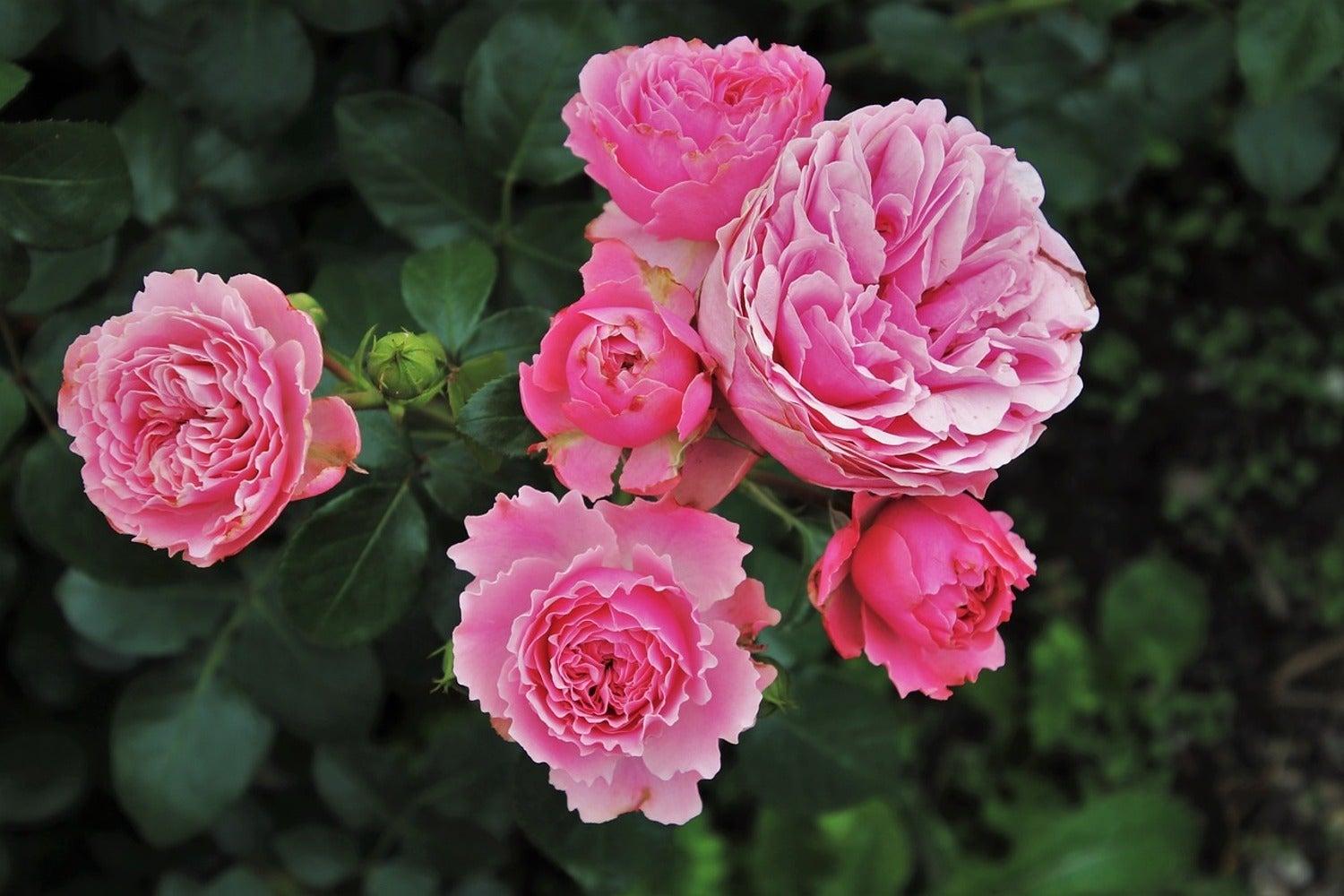1500x1000 Wall Mural Photo Wallpaper The wild roses in pink