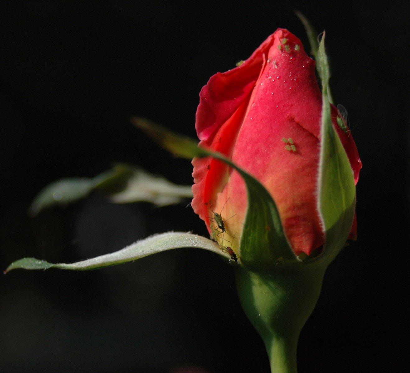 1318x1199 Wild rose Free Photo Download