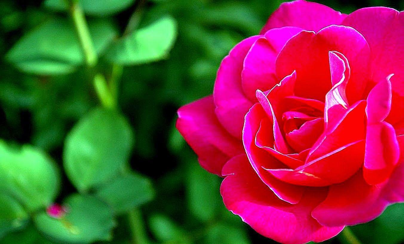 1353x819 Rose Wallpaper HD Tumblr Mobile Phone Widescreen Download