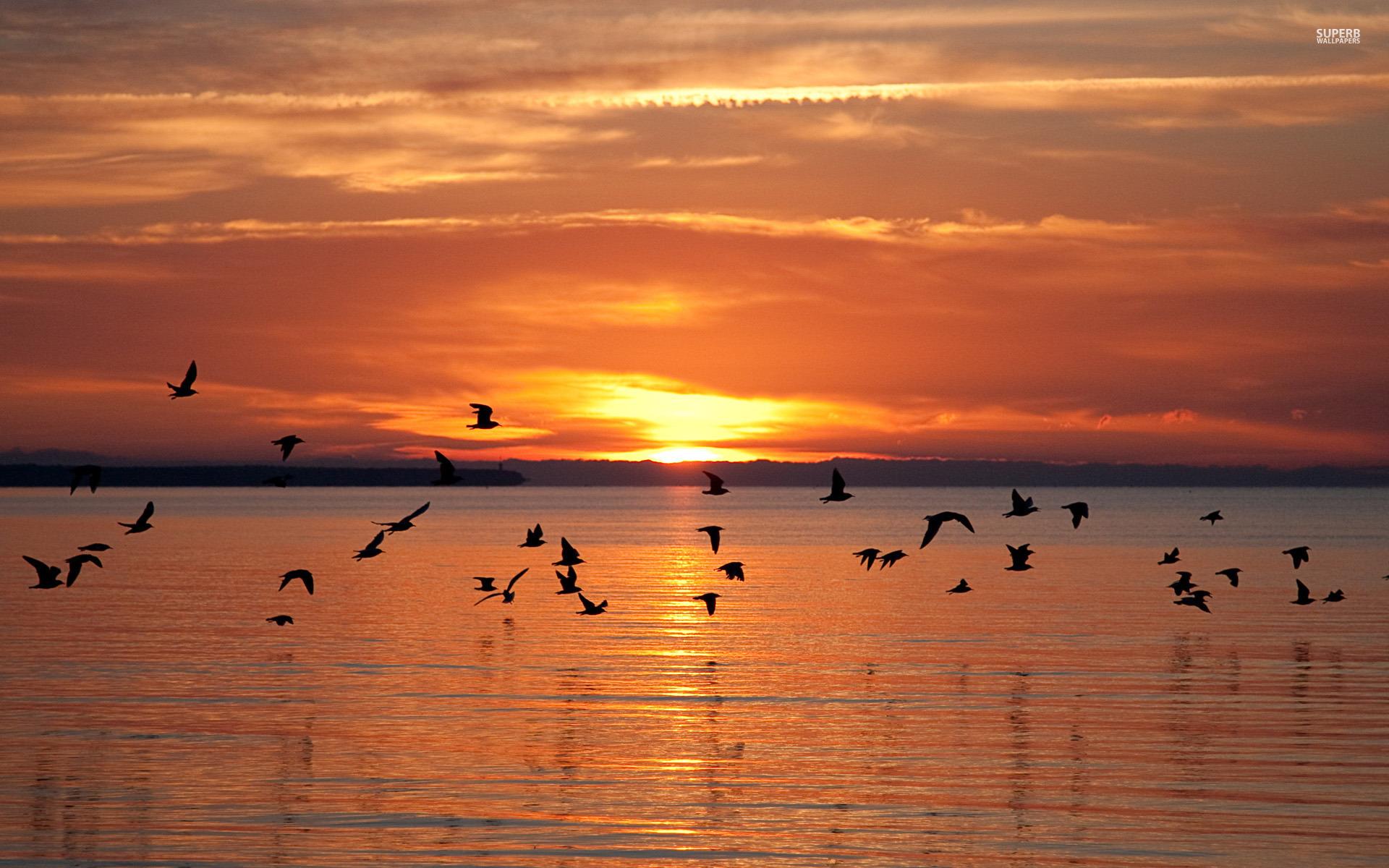 Birds Sunset Wallpapers - Top Free Birds Sunset Backgrounds ...