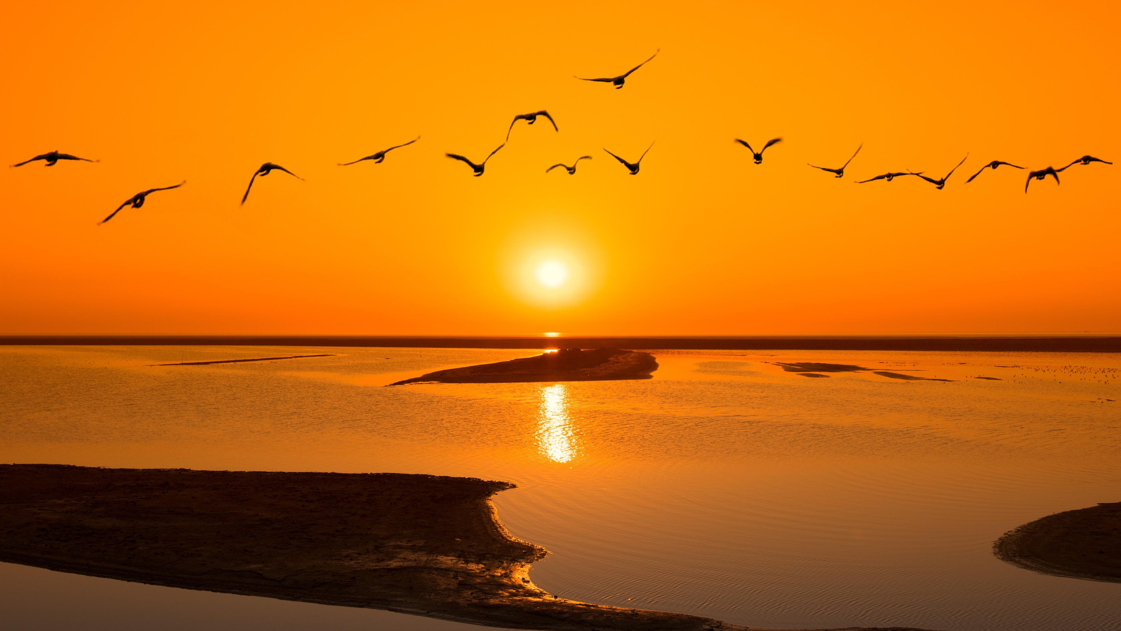 Дни летят за рассветом закат слушать. Море закат птицы. Птицы на закате. Птицы на Восходе солнца. Птички на закате.