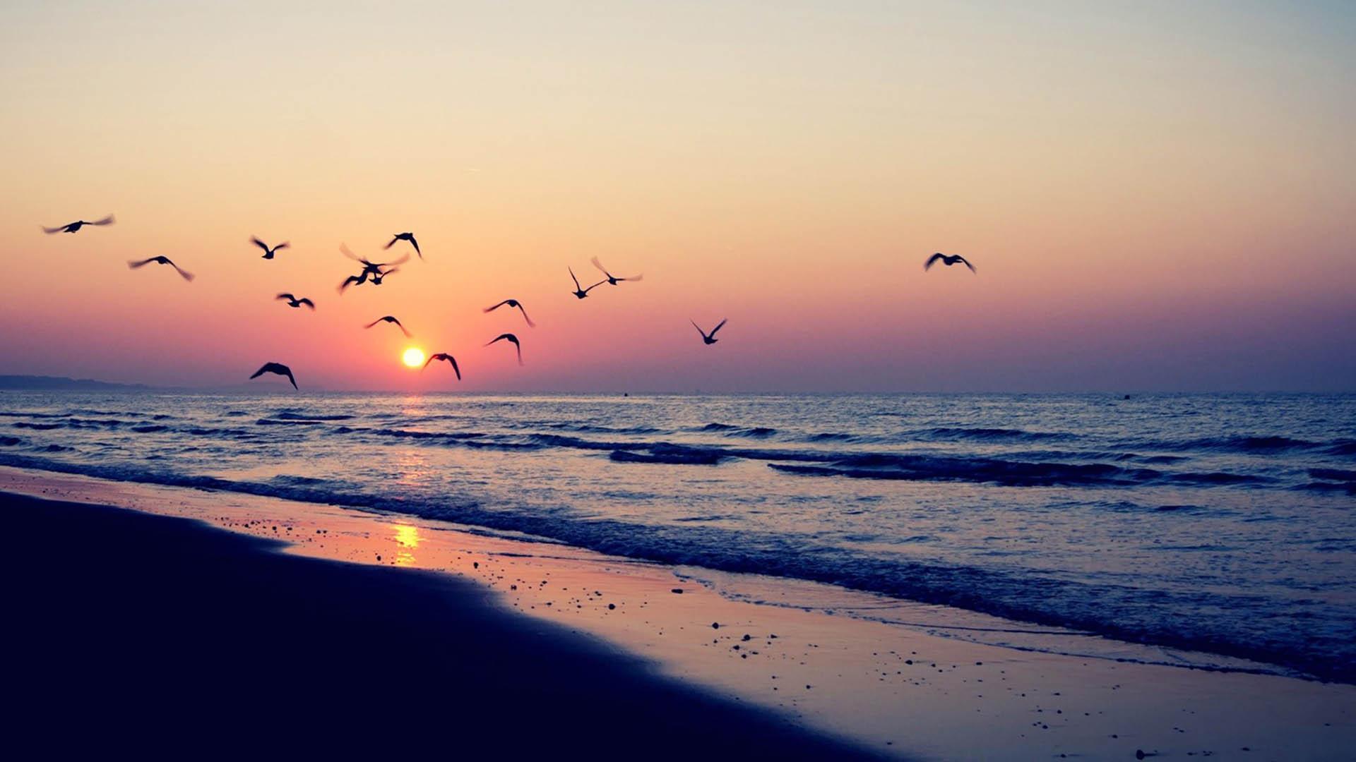 1920x1080 Sunset On The Beach Sea Waves Birds Flying In The Sky Summer HD Wallpaper :