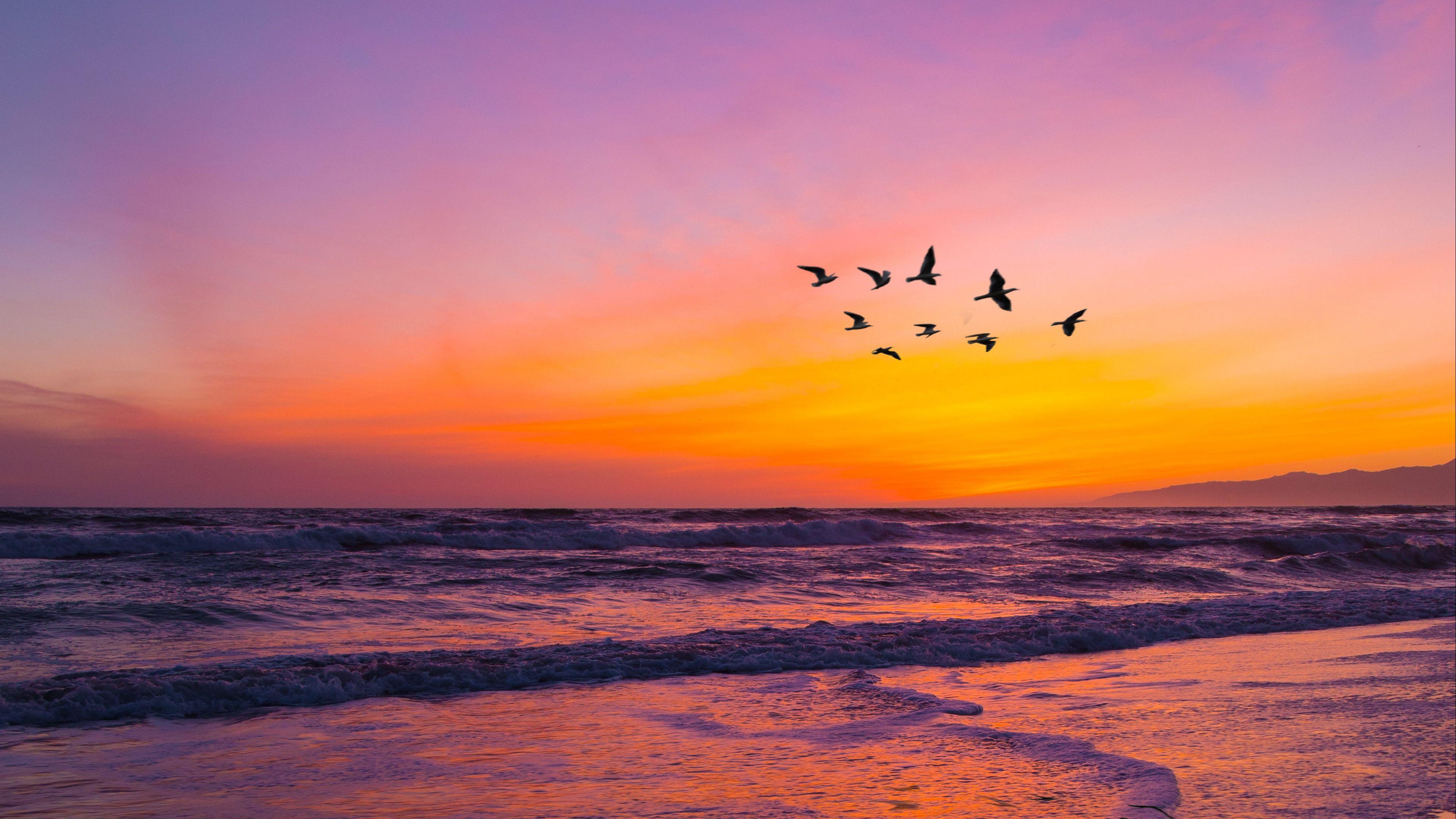 3840x2160 Download wallpaper 3840x2160 birds, flock, sunset, beach 4k uhd 16:9 HD background