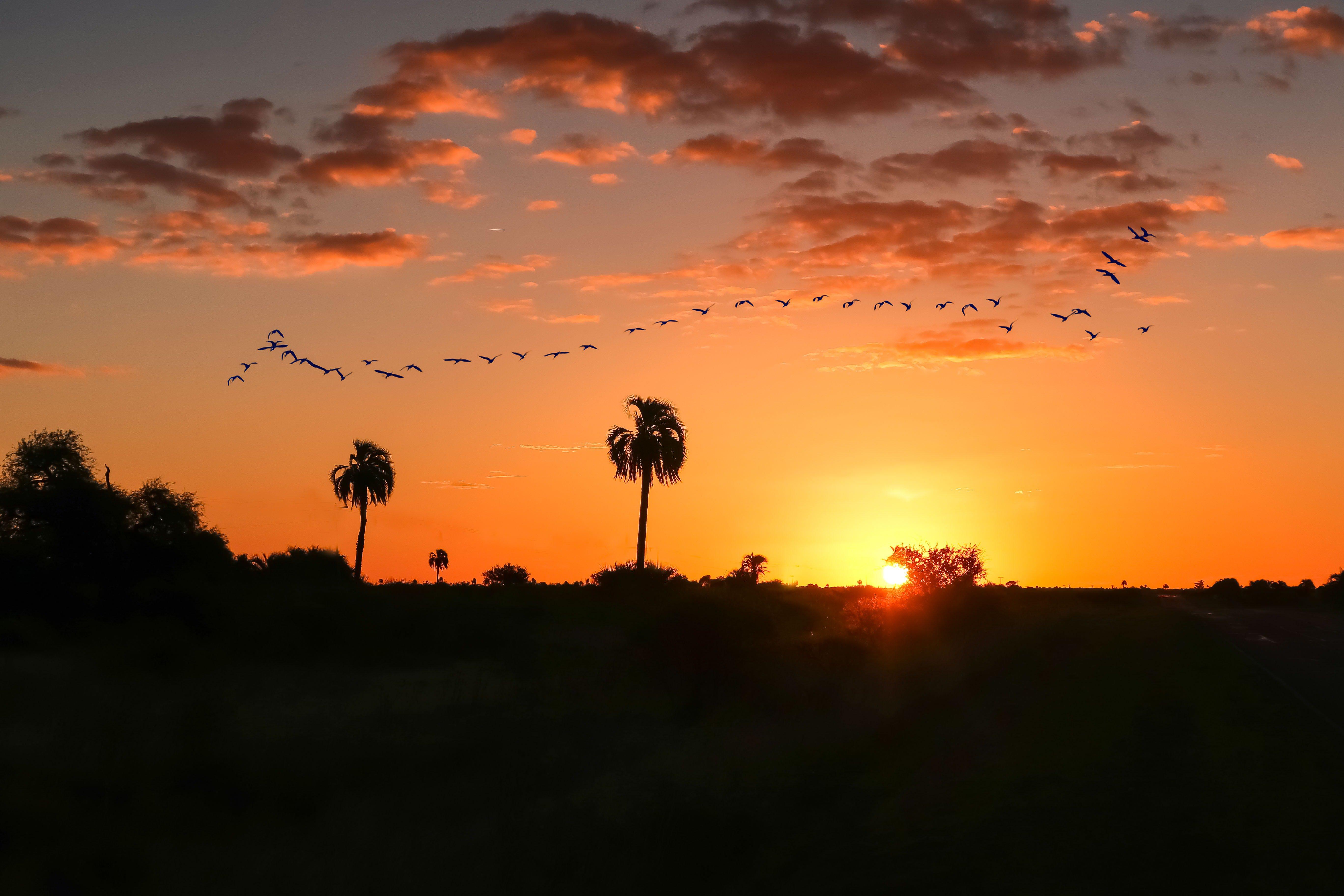 5472x3648 Birds on Flight Formation During Sunset 4K wallpaper