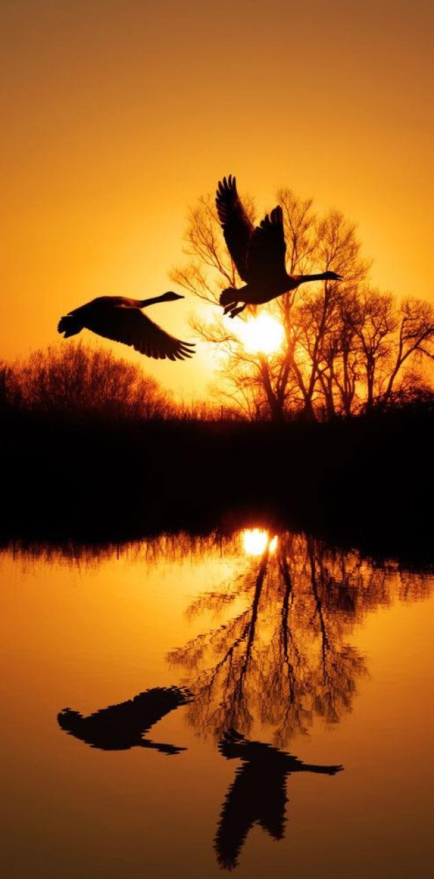 632x1280 Download Birds flying. sunset for your mobile cell phone