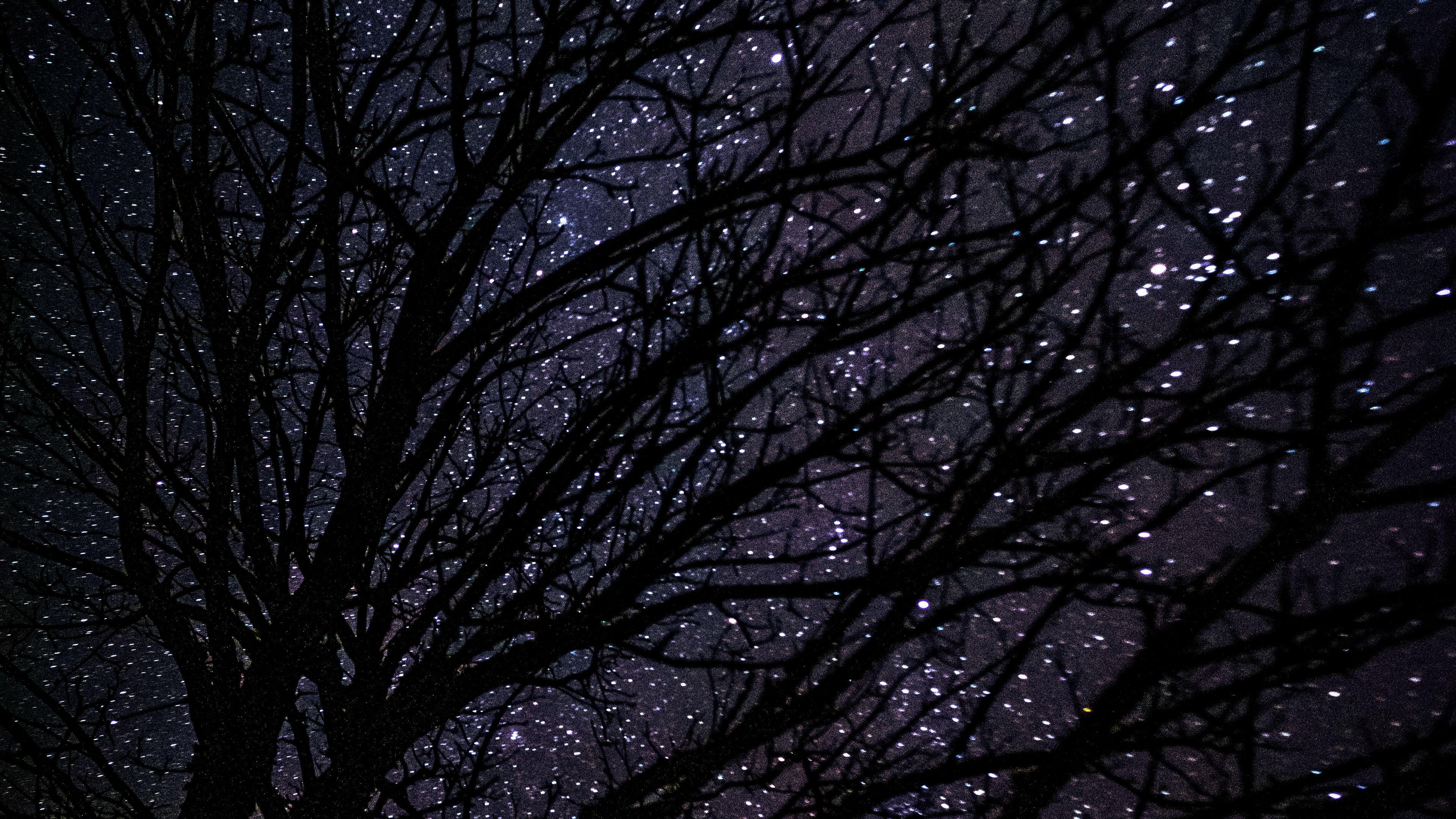 3840x2160 Wallpaper / tree, starry sky, dark, night, 4k free download