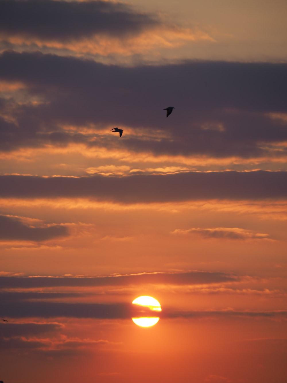 Birds Sunset Wallpapers - Top Free Birds Sunset Backgrounds ...