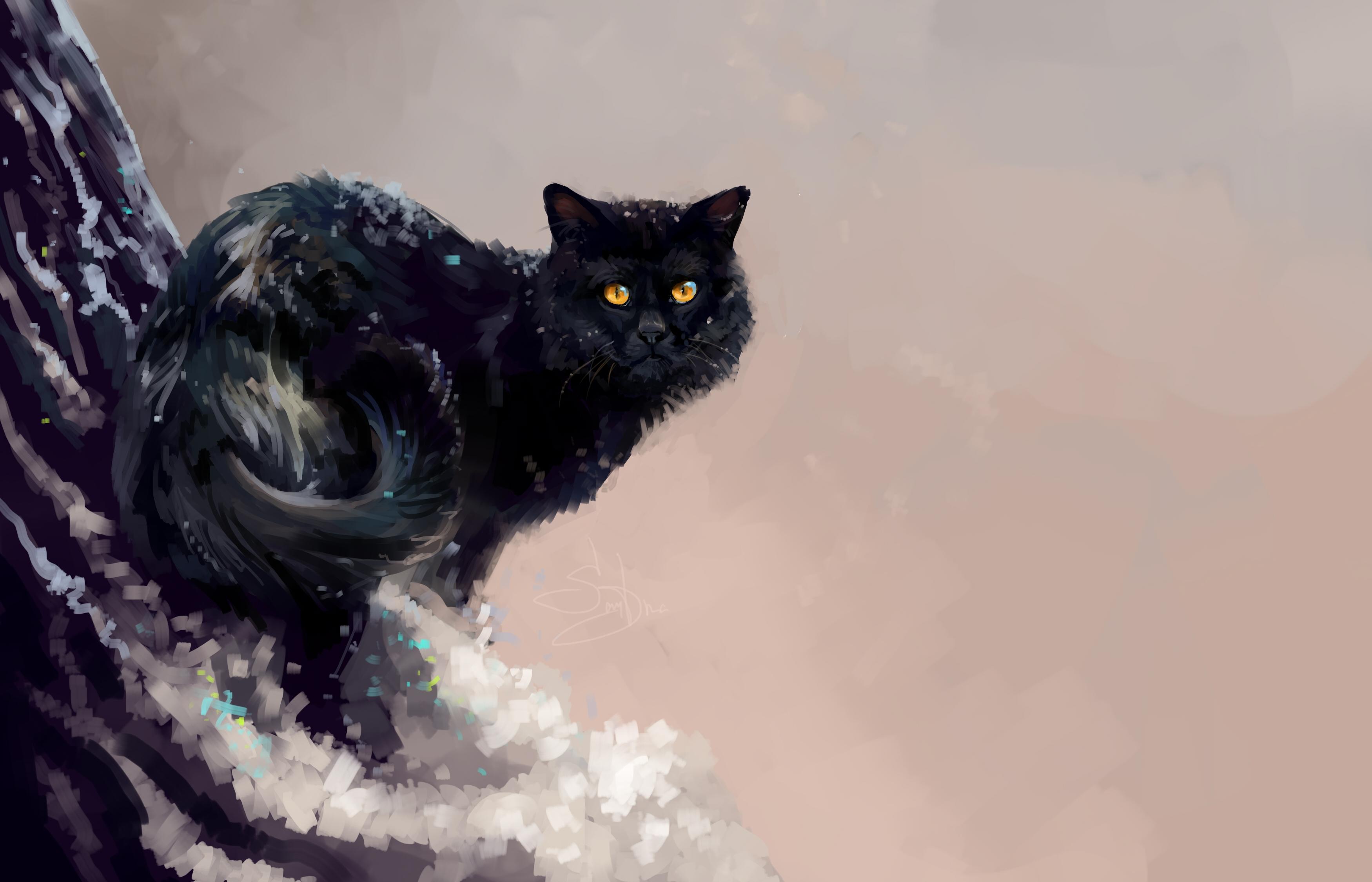 3500x2251 Cat HD Wallpaper