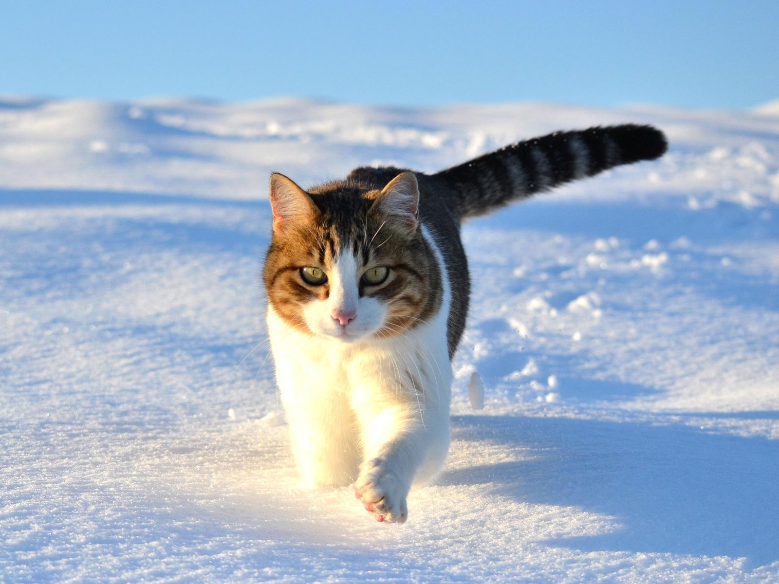 1600x1200 Wallpaper Cute cat walking in the snow winter 1920x1200 HD Picture, Image