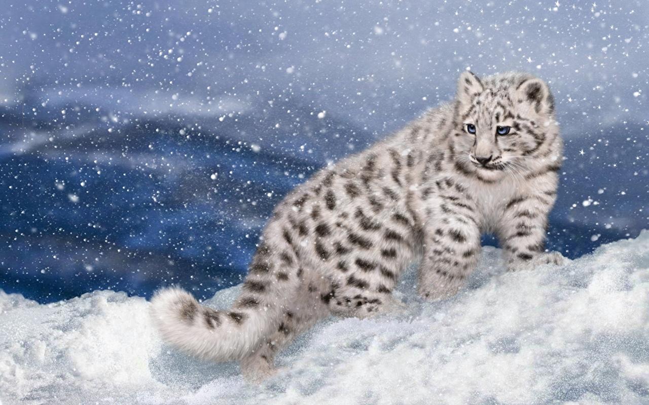 1280x800 Picture Big cats Snow leopards Snow Animals Painting Art