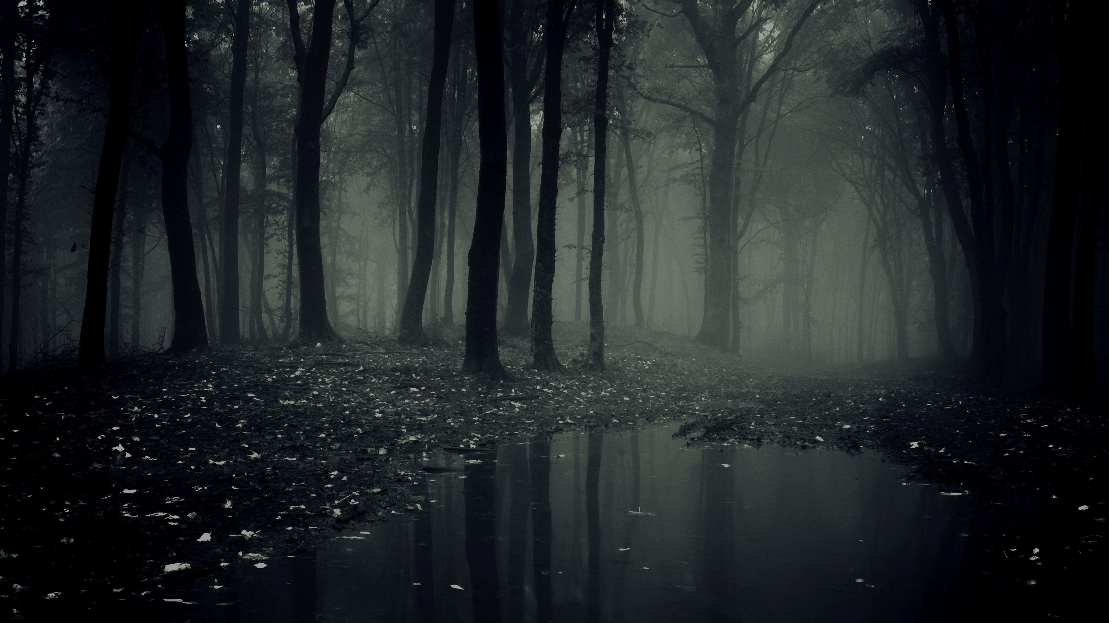 Dark Creepy Forest Wallpapers - Top Free Dark Creepy Forest Backgrounds -  WallpaperAccess