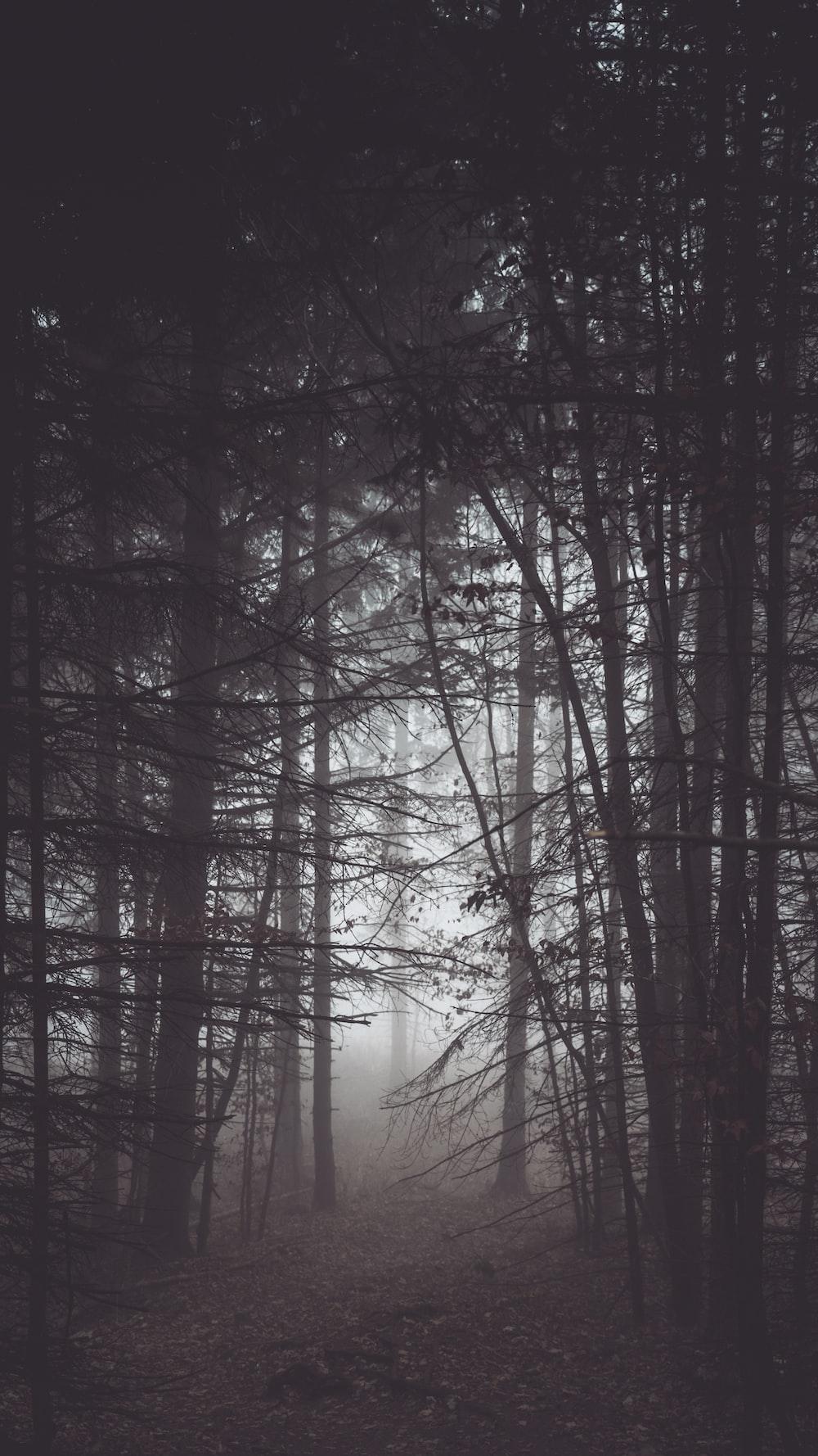 1000x1778 Creepy Forest Picture. Download Free Image