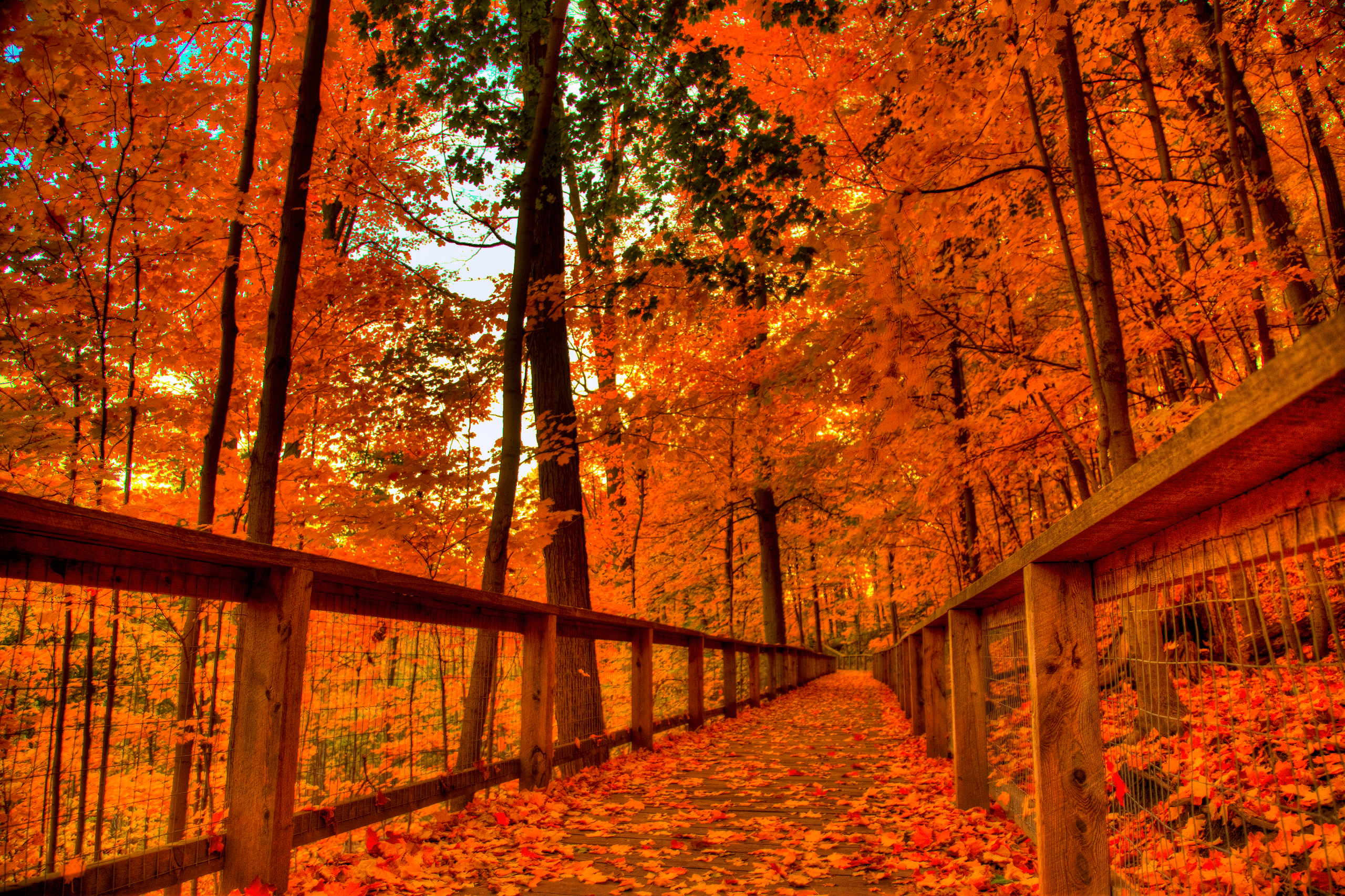2560x1705 Colorful Fall Wallpaper