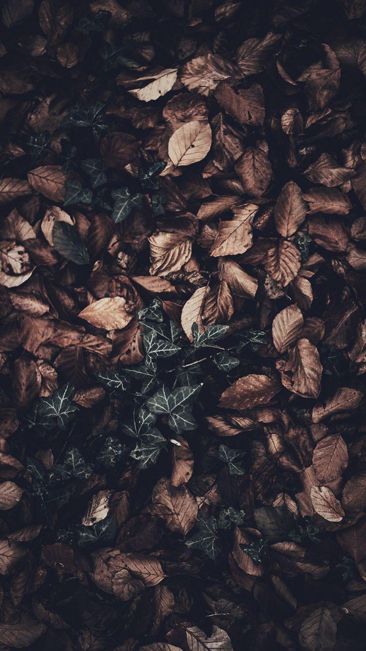 736x1308 Gorgeous Happy Fall iPhone X Wallpaper