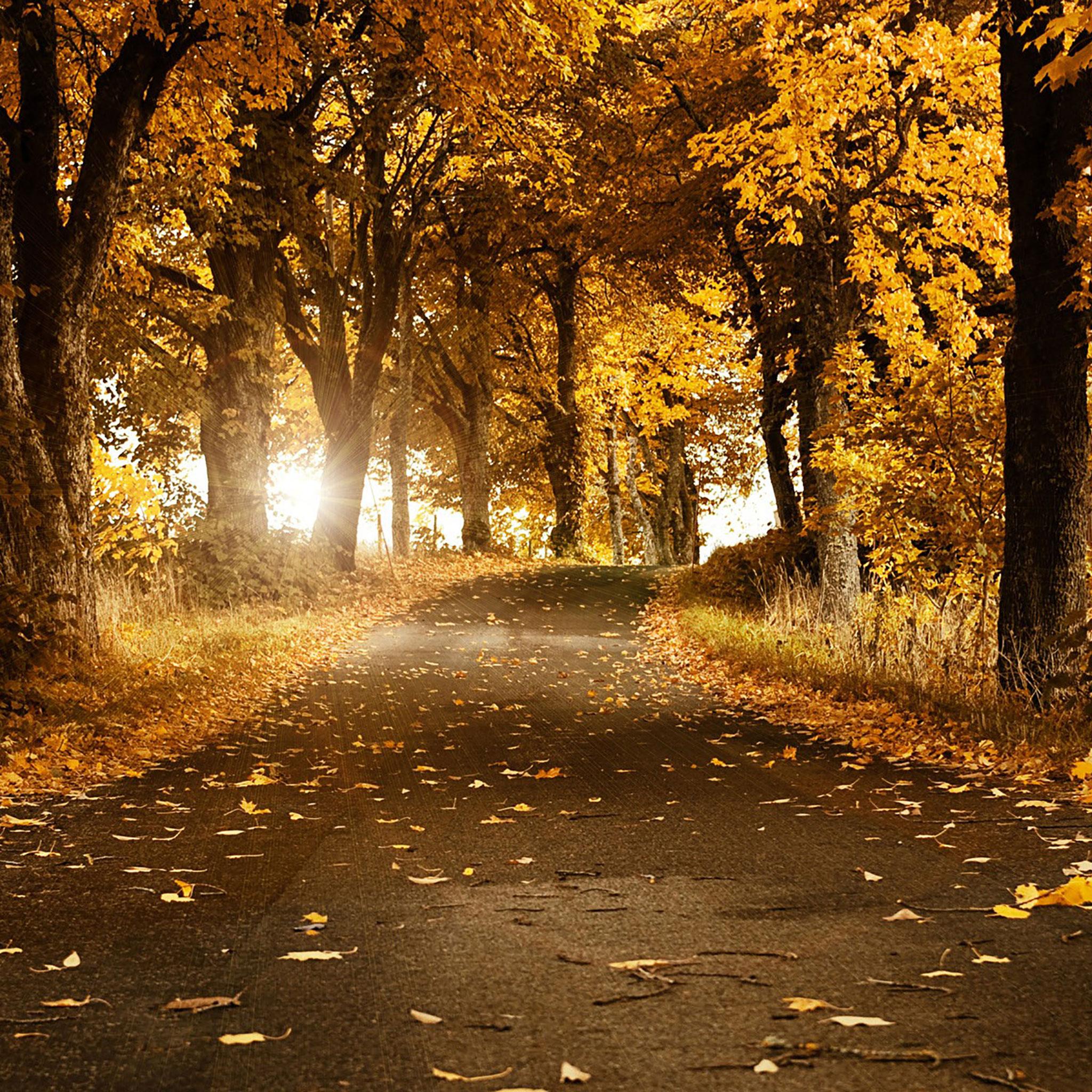 2048x2048 Warm Autumn Day Wallpaper
