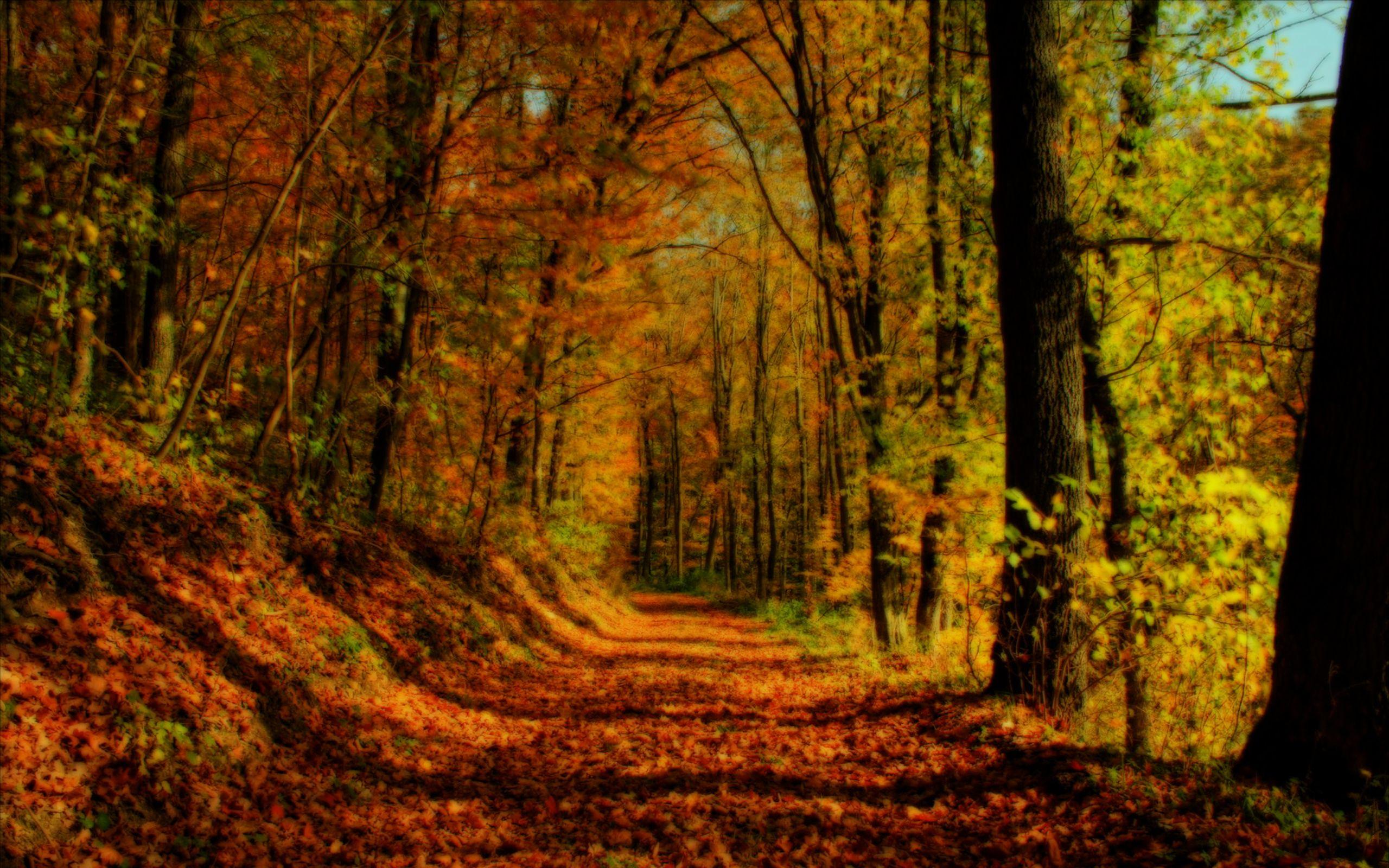 2560x1600 Autumn in Ireland Wallpaper