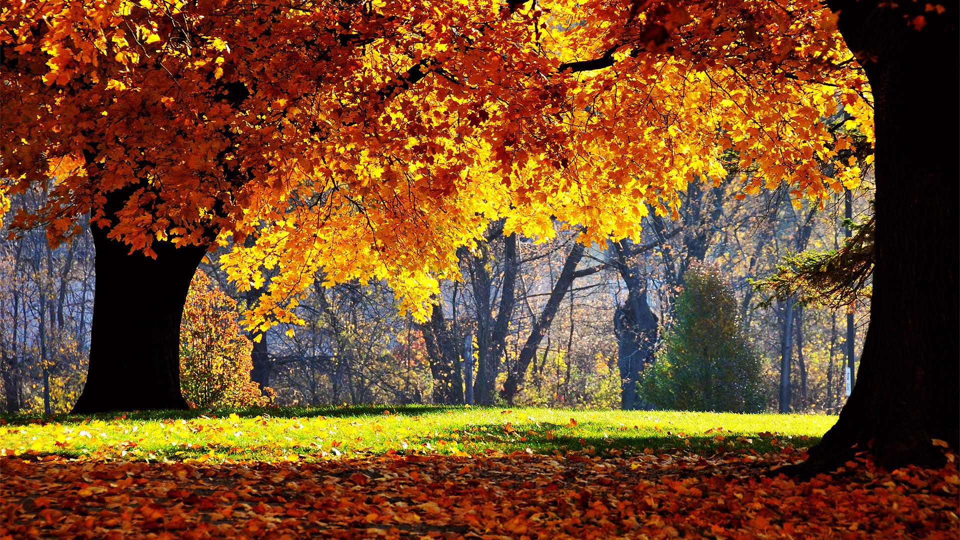 1920x1080 Autumn HD Wallpaper