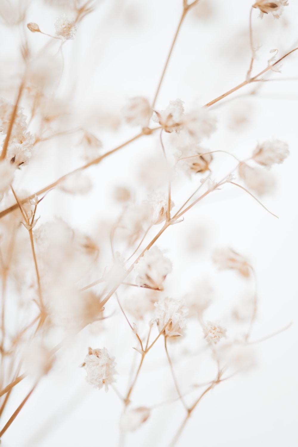 1000x1501 CREAM BACKGROUND best free background, wallpaper, beige and texture photo