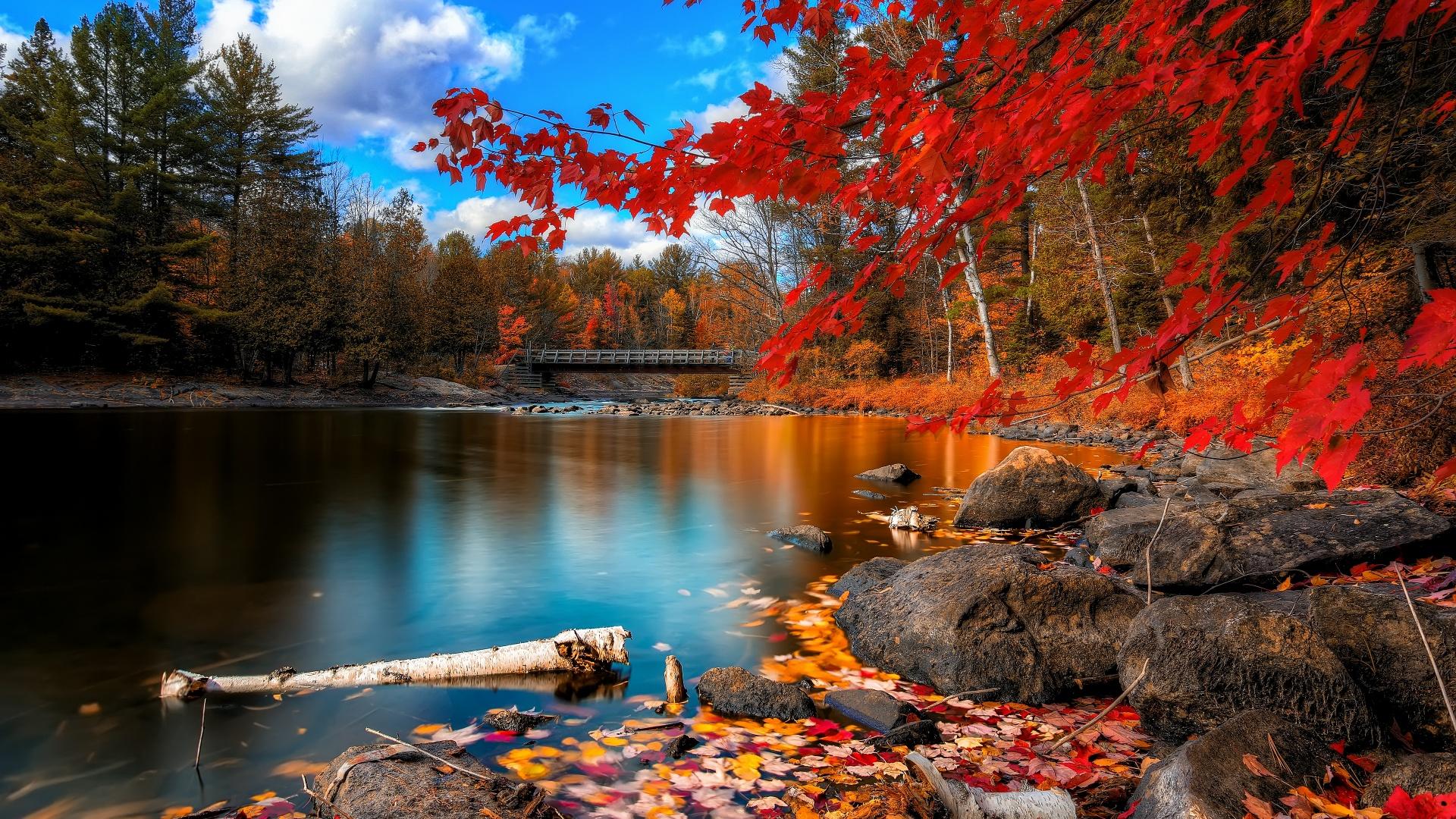 1920x1080 Autumn Forest Wallpaper 4K, Maple trees, Lake, Nature