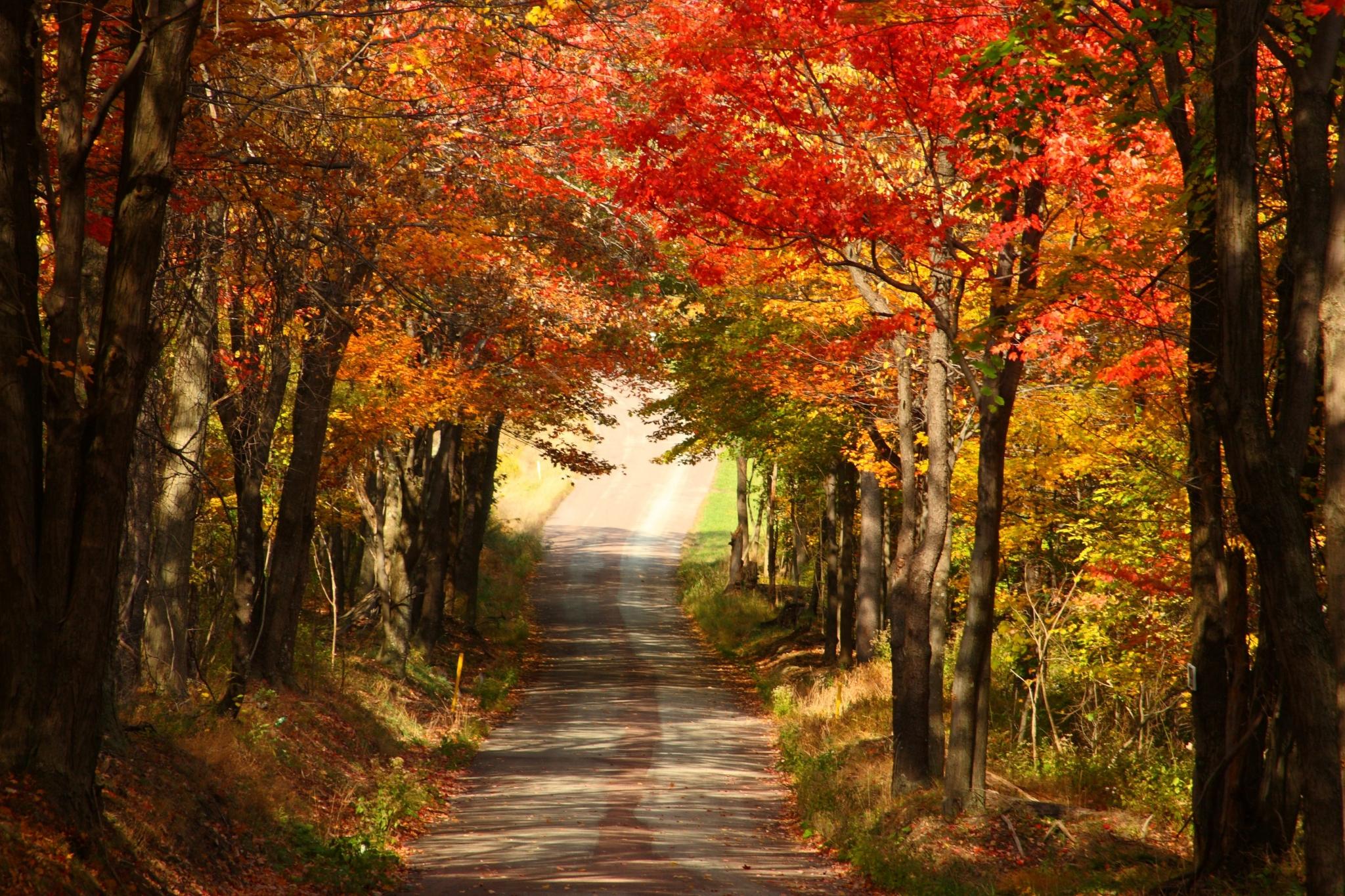 2048x1365 fall free high resolution Gallery HD Wallpaper