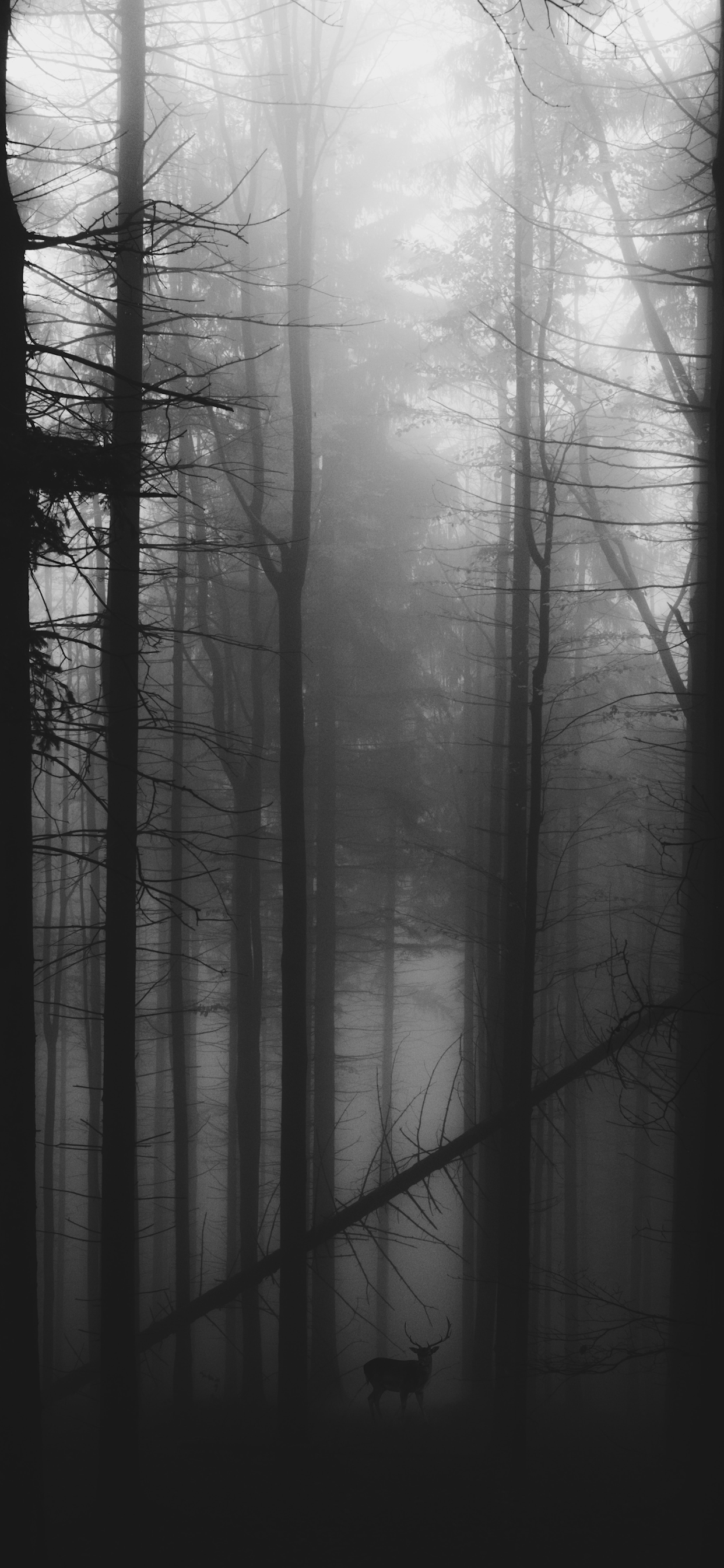 1242x2688 Black and White Wallpaper for iPhone Pro Max, X, 6